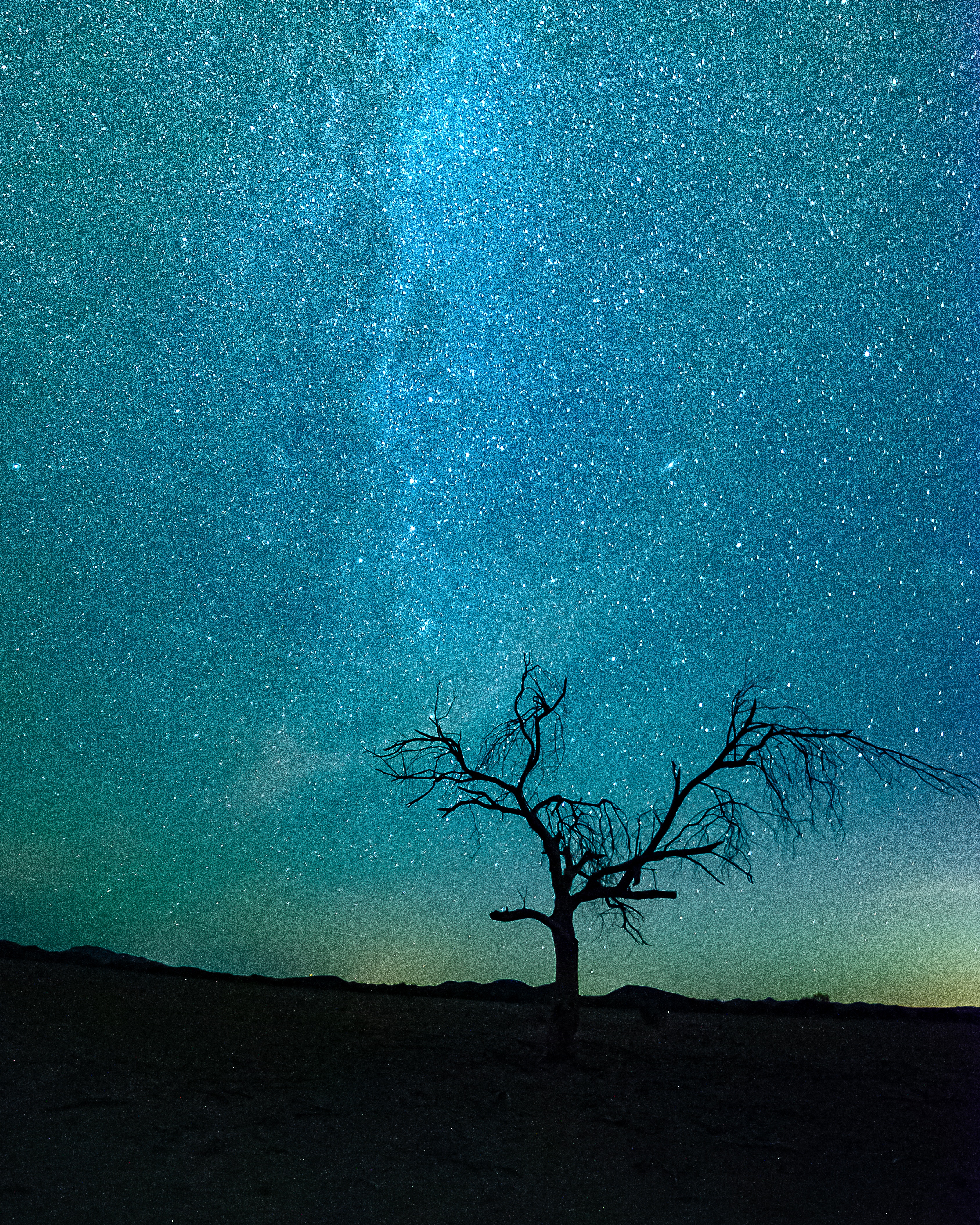 Скачать обои бесплатно Дерево, Природа, Силуэт, Блеск, Звездное Небо картинка на рабочий стол ПК