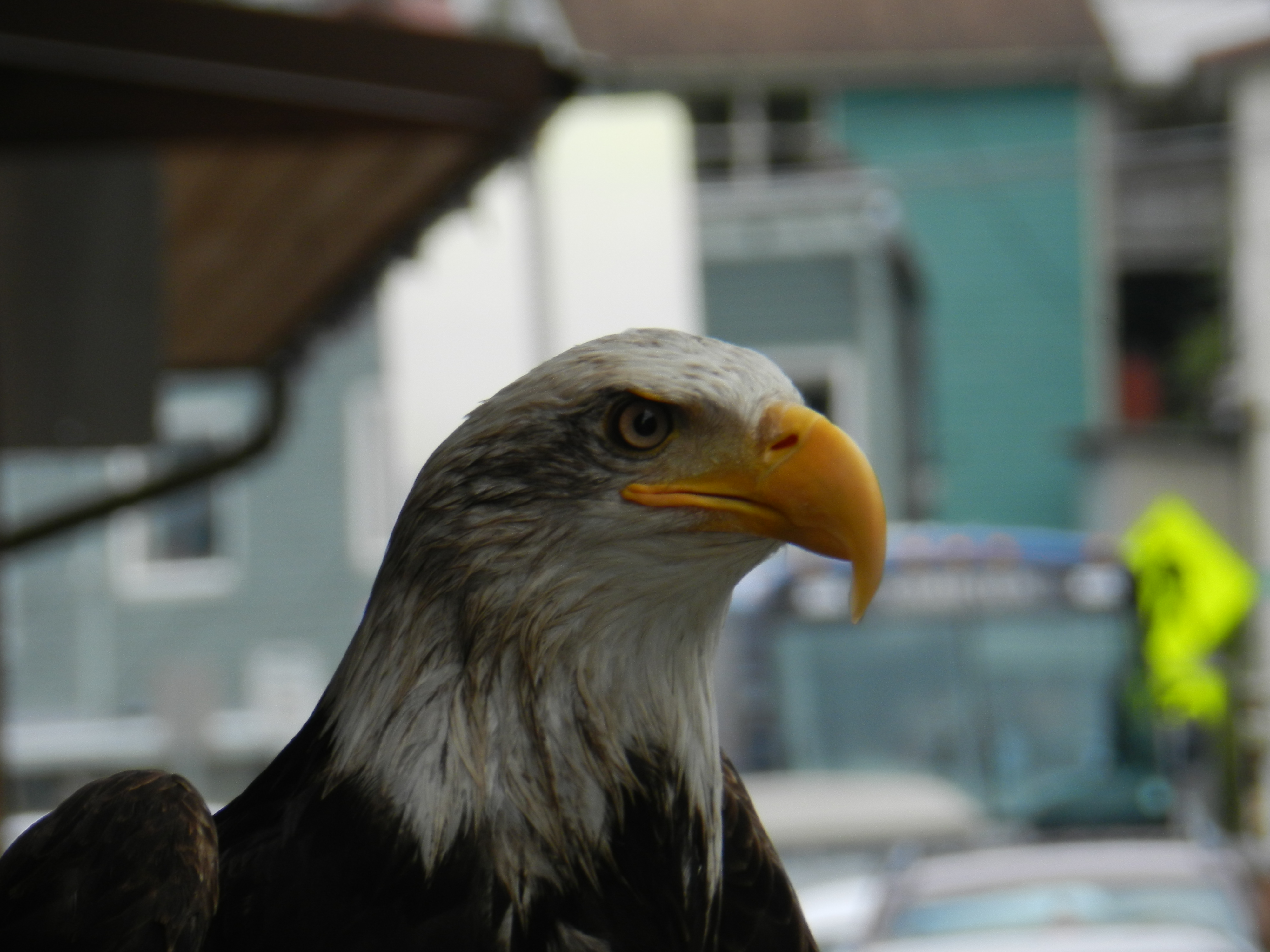 Handy-Wallpaper Tiere, Vögel, Weißkopfseeadler kostenlos herunterladen.