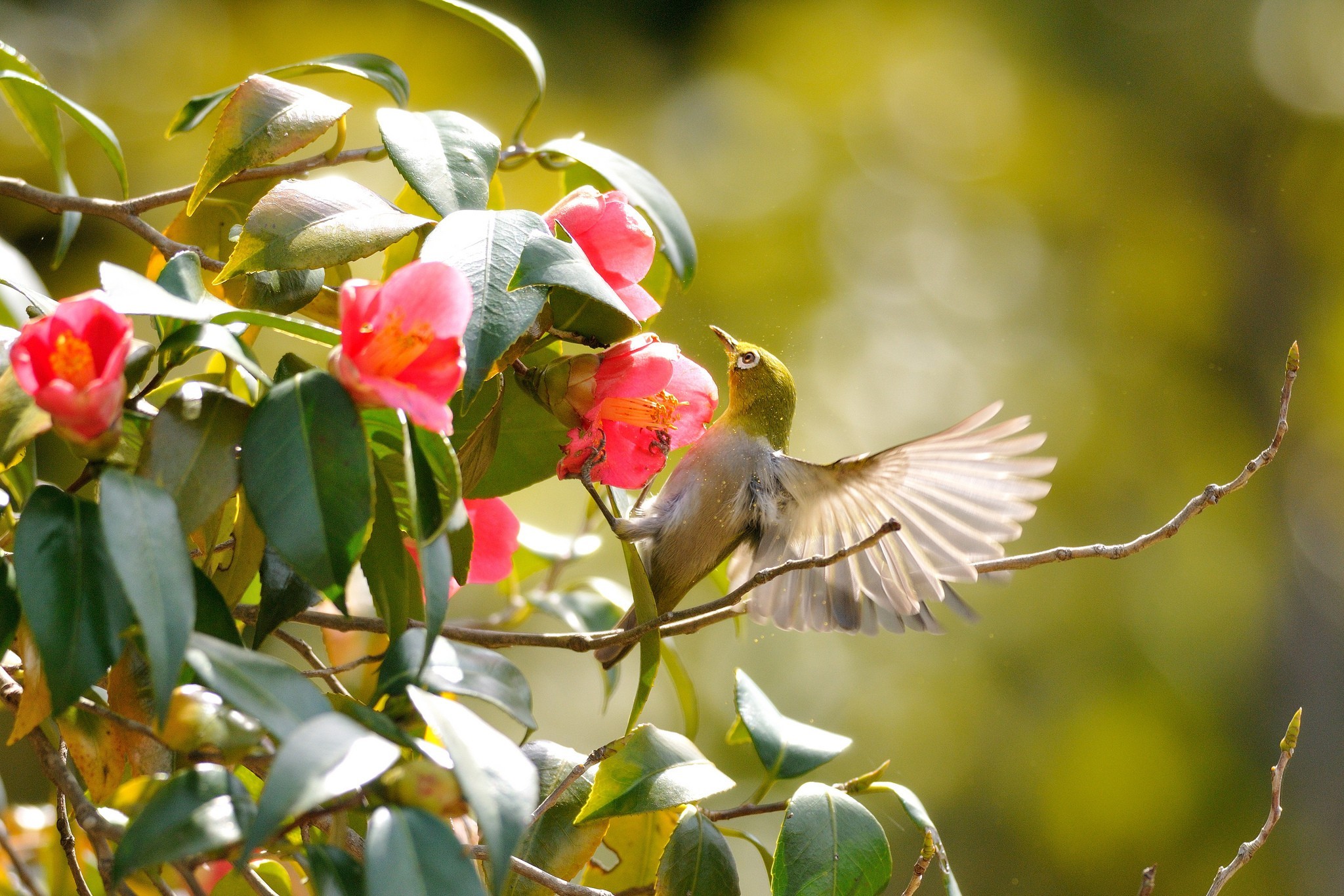 Free download wallpaper Bird, Birds, Animal on your PC desktop