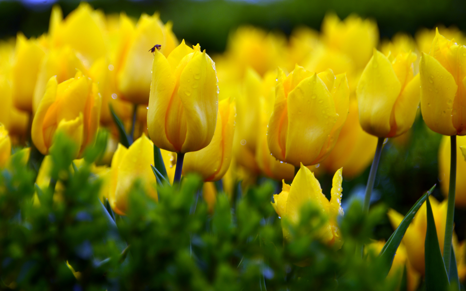 Скачать обои бесплатно Цветок, Тюльпан, Желтый Цветок, Земля/природа, Флауэрсы картинка на рабочий стол ПК