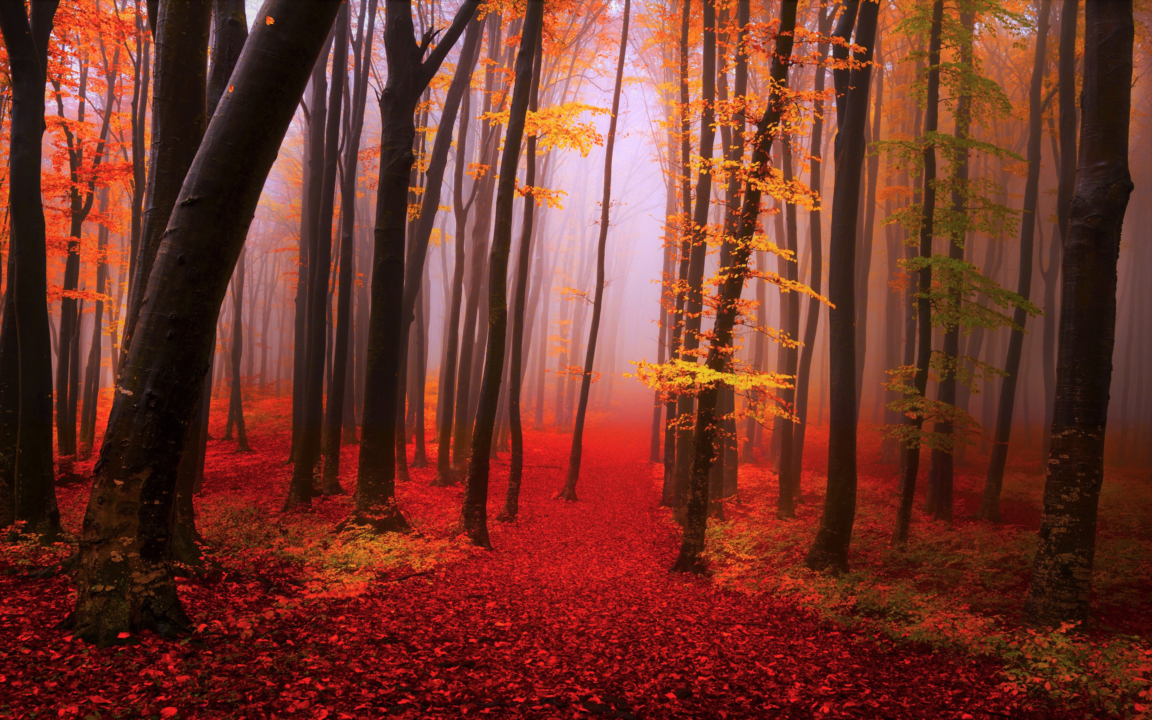Скачать обои бесплатно Осень, Лес, Туман, Земля/природа картинка на рабочий стол ПК