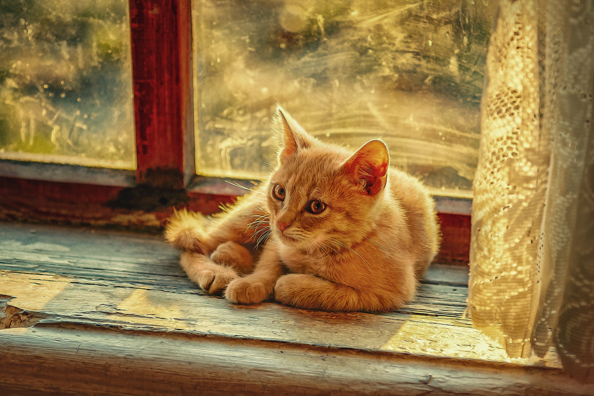 Baixe gratuitamente a imagem Animais, Gatos, Gato na área de trabalho do seu PC