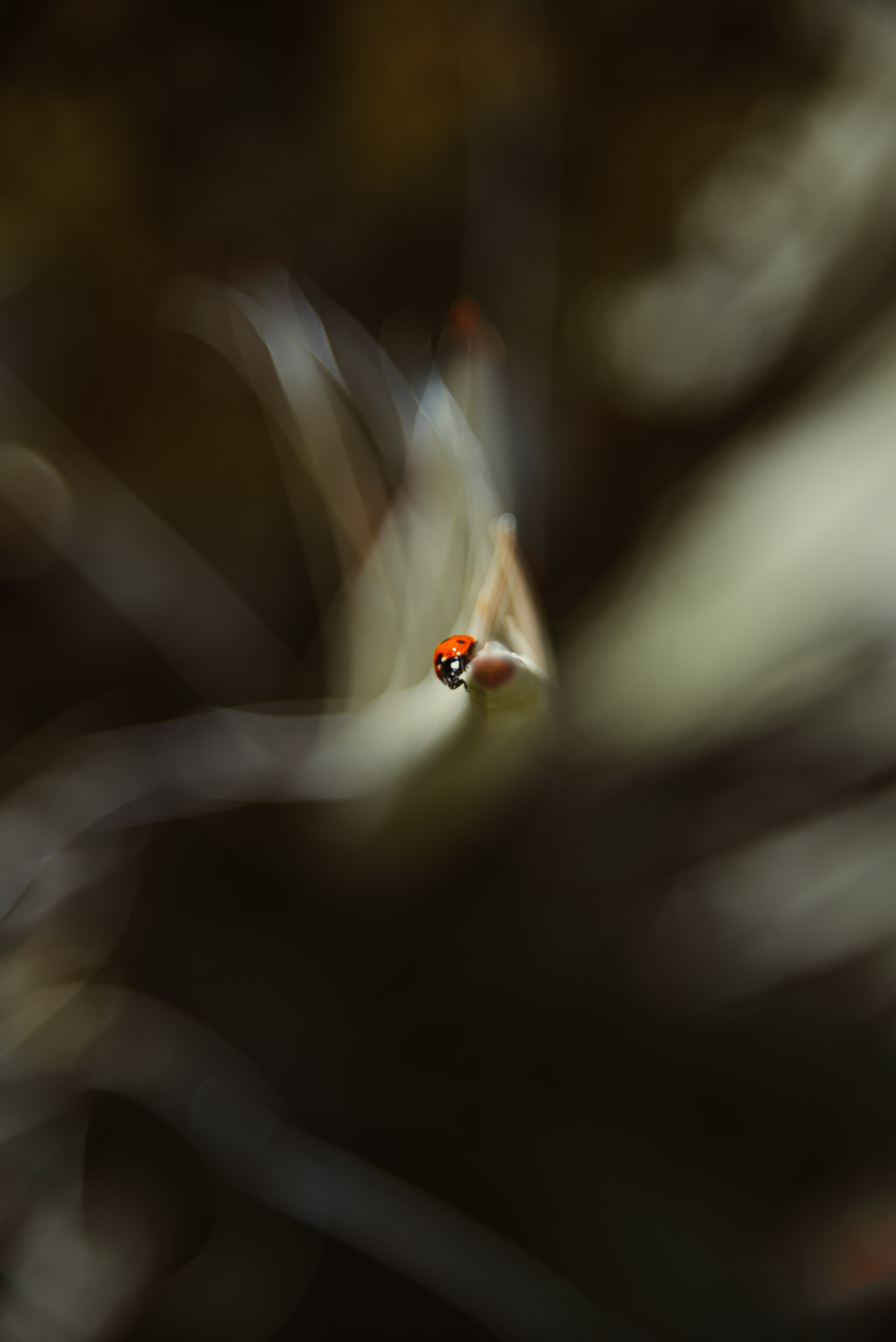 ladybird, macro, blur, smooth, ladybug, leaflet lock screen backgrounds