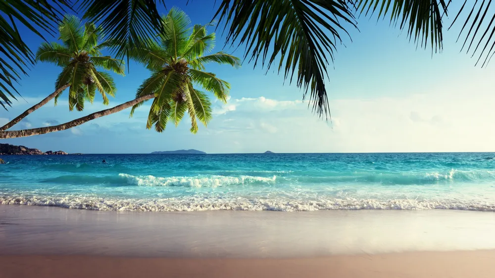 Free Palm Tree 4K Wallpapers & Desktop HD Backgrounds for PC