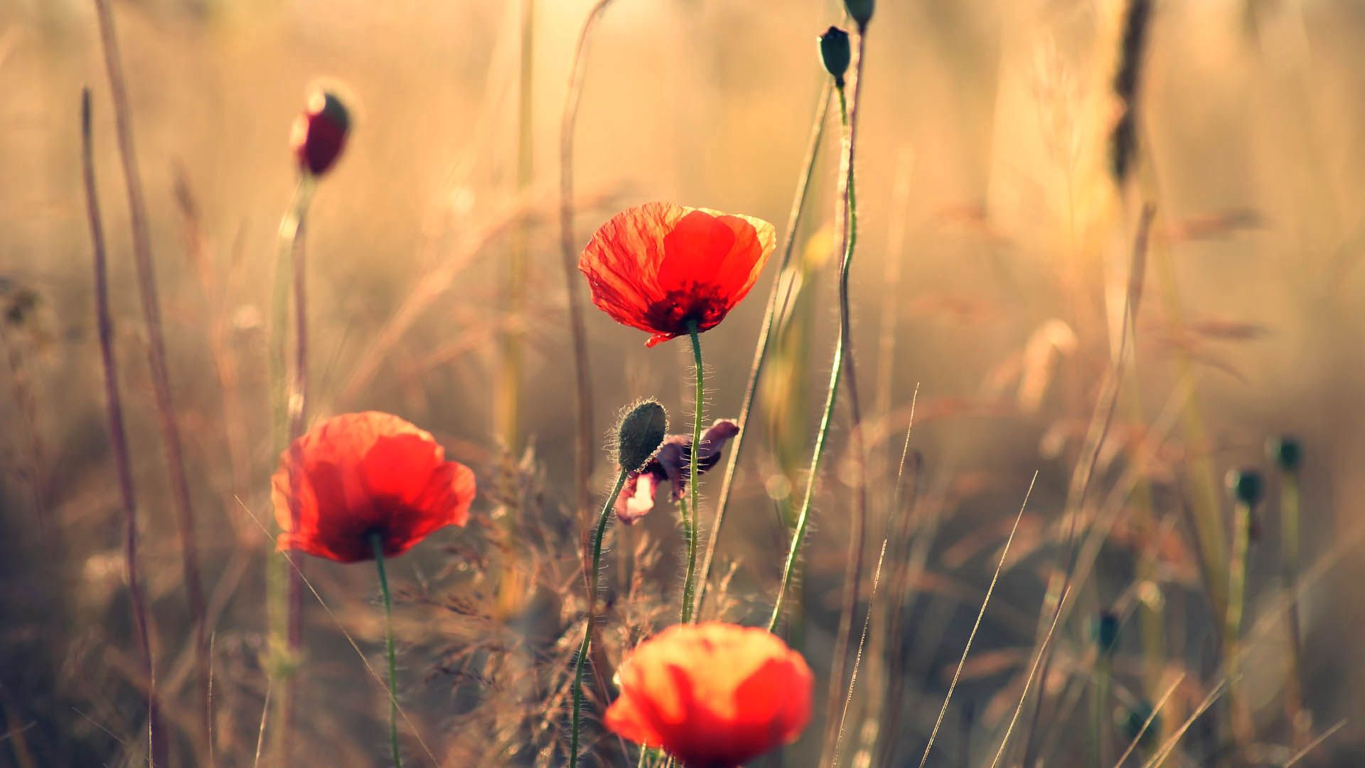 Download mobile wallpaper Field, Smooth, Poppies, Blur, Flowers for free.