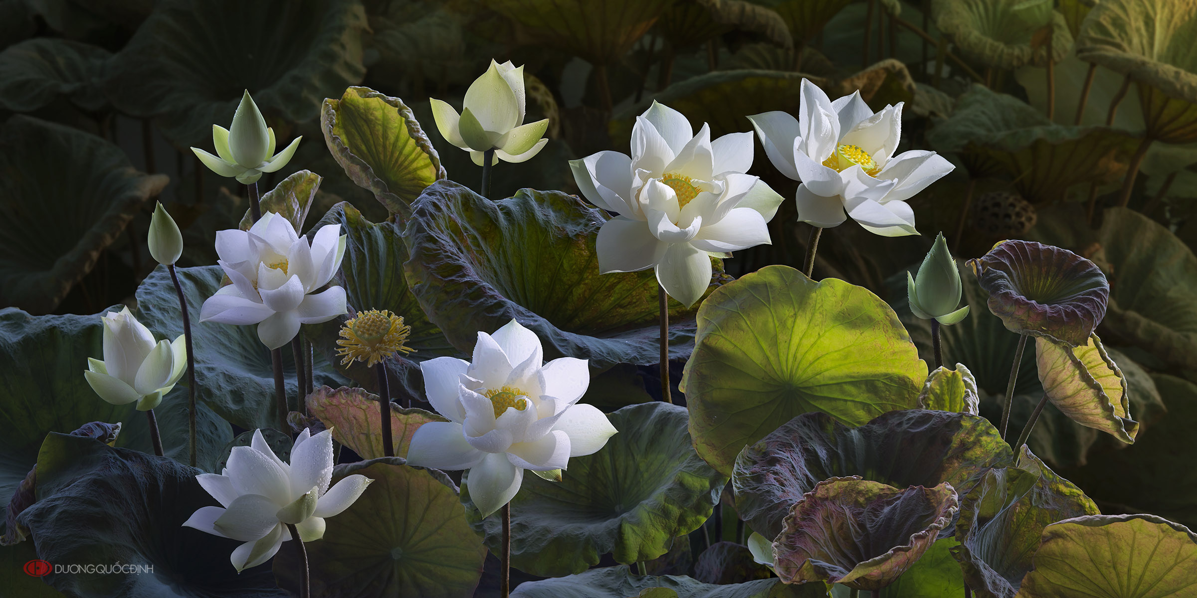 PCデスクトップに自然, フラワーズ, 葉, 花, 地球, ロータス, 白い花画像を無料でダウンロード