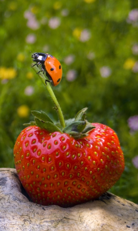 Download mobile wallpaper Strawberry, Macro, Insect, Berry, Animal, Fruit, Ladybug for free.