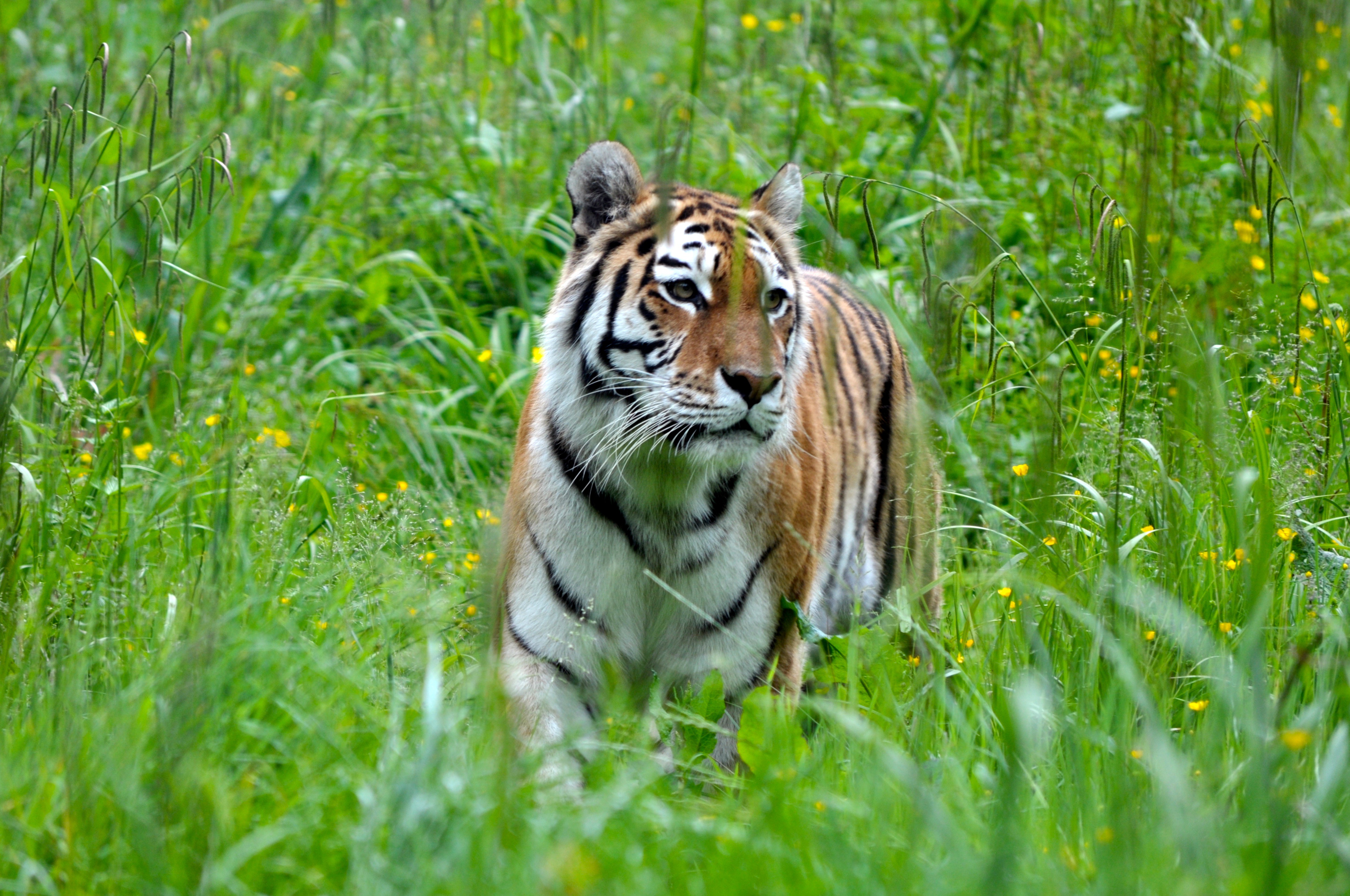 Descarga gratuita de fondo de pantalla para móvil de Animales, Gatos, Tigre.