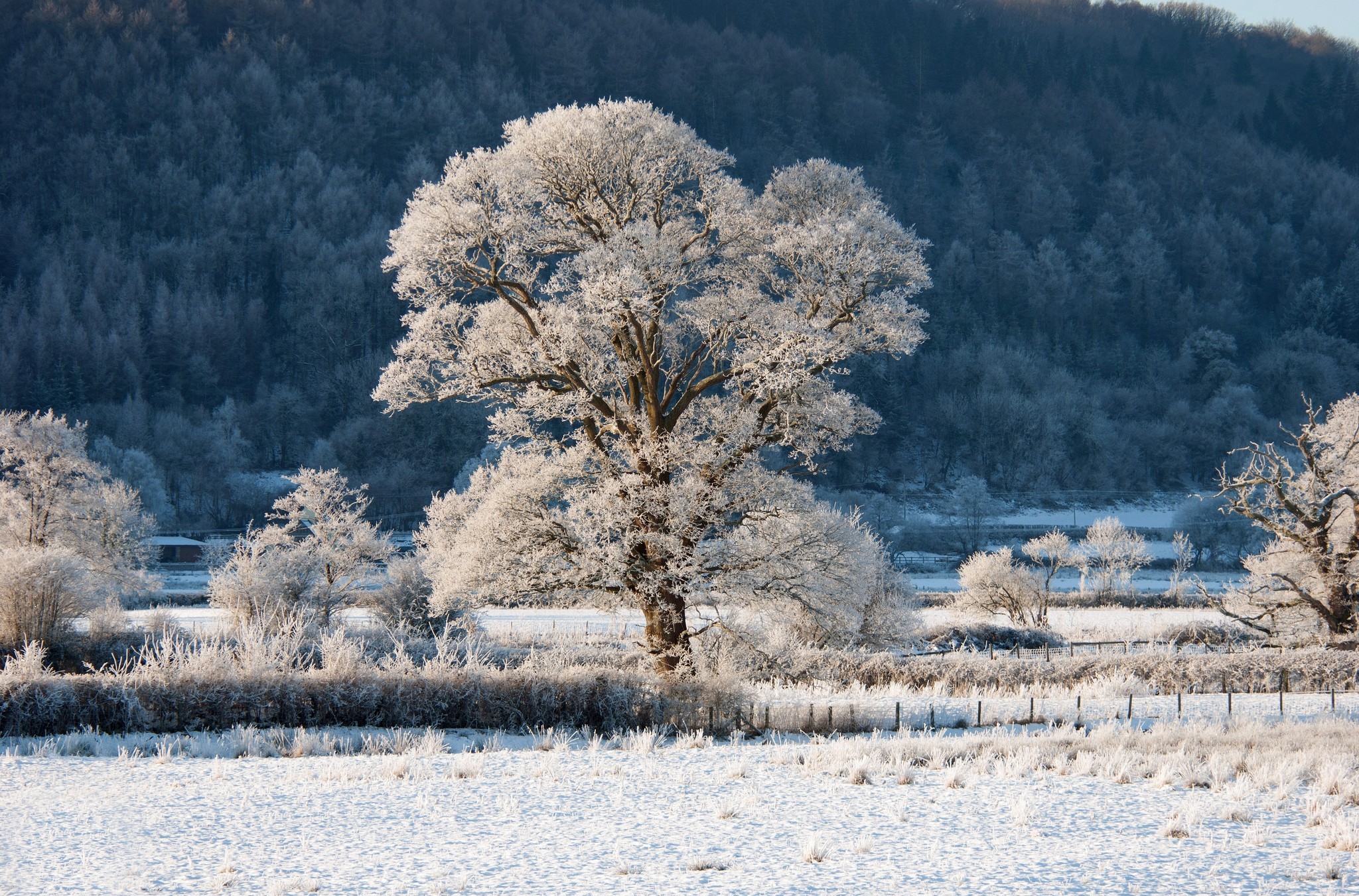Descarga gratis la imagen Invierno, Árboles, Bosque, Árbol, Tierra/naturaleza en el escritorio de tu PC