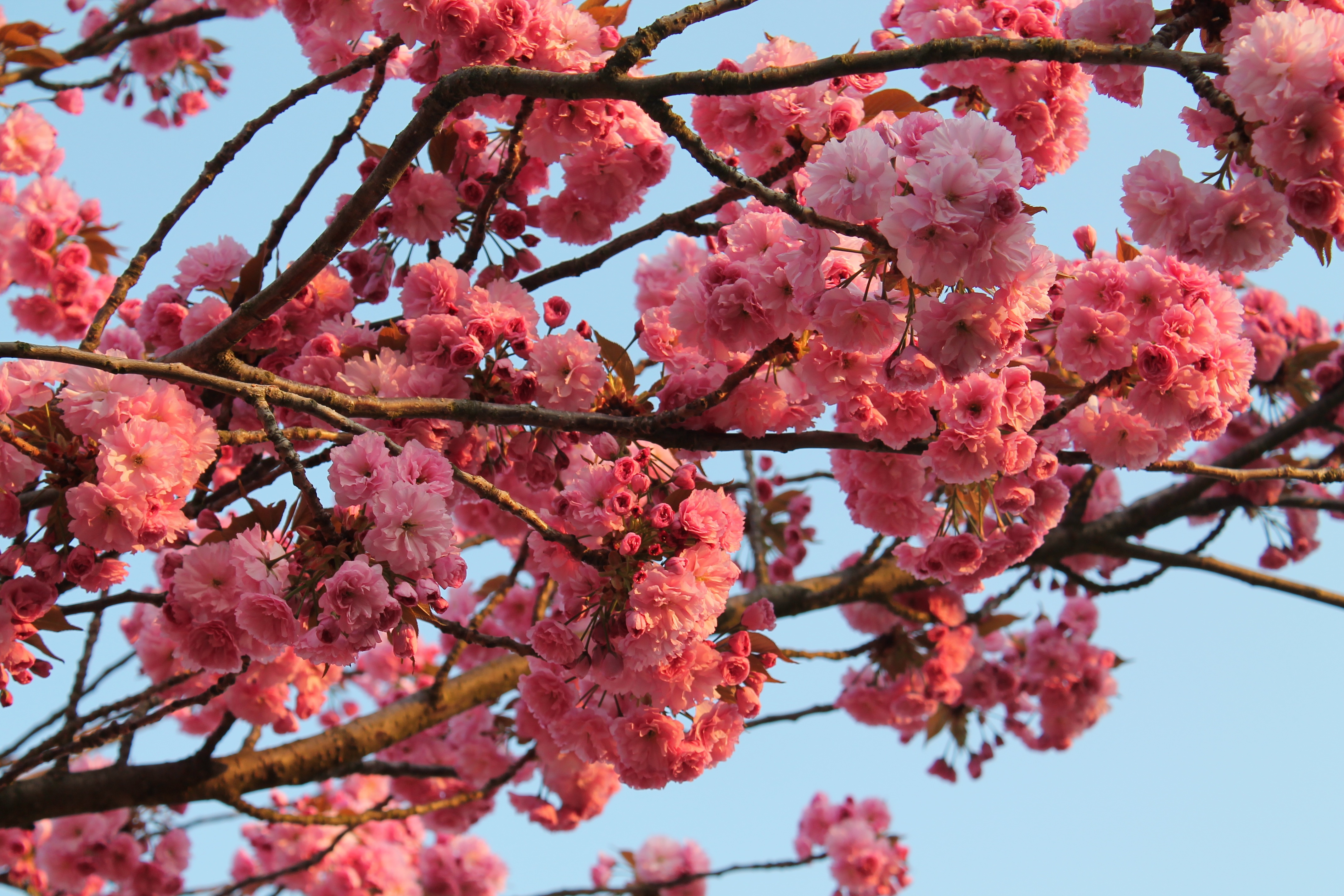無料モバイル壁紙フラワーズ, 花, 閉じる, ブランチ, 地球, 桜の花, ピンクの花をダウンロードします。