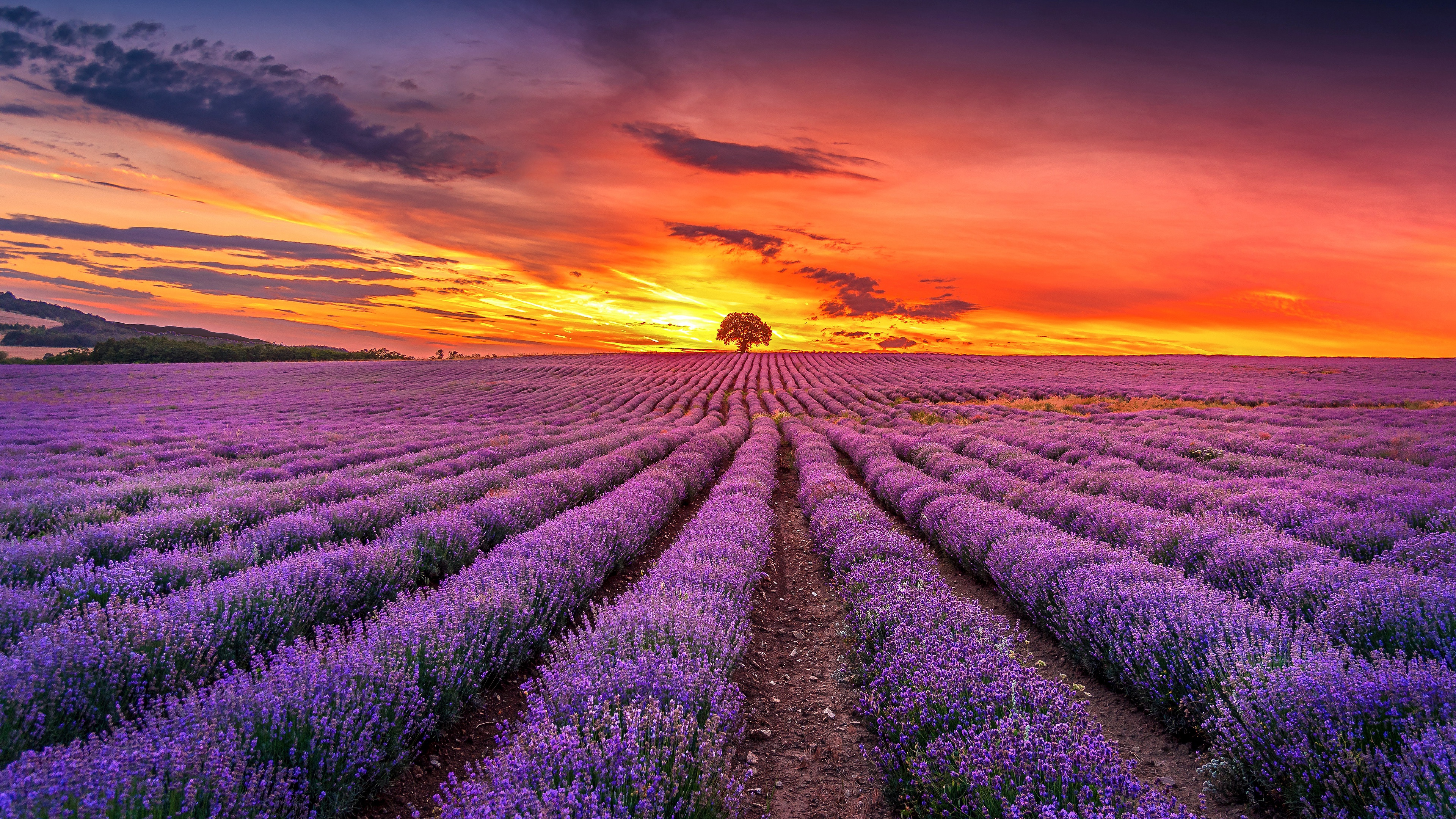 Download mobile wallpaper Nature, Flowers, Sunrise, Earth, Field, Lavender, Purple Flower for free.