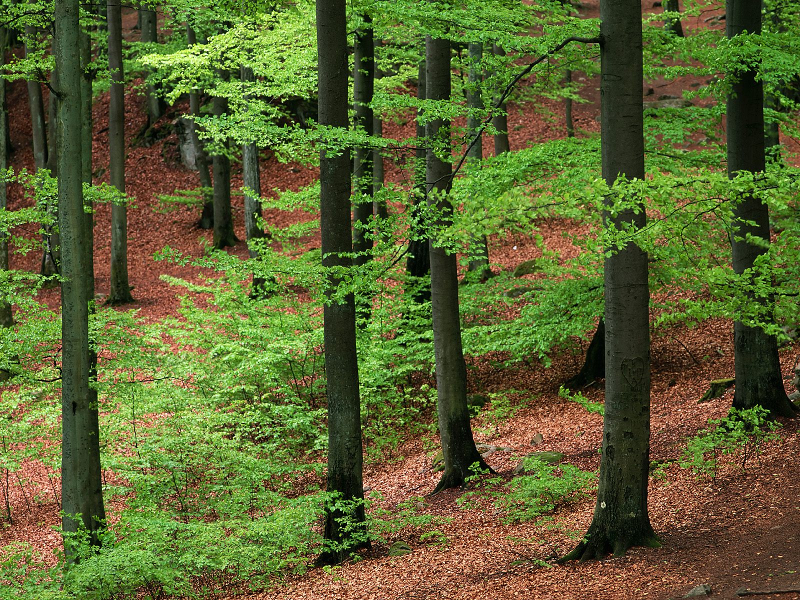 Handy-Wallpaper Wald, Erde/natur kostenlos herunterladen.