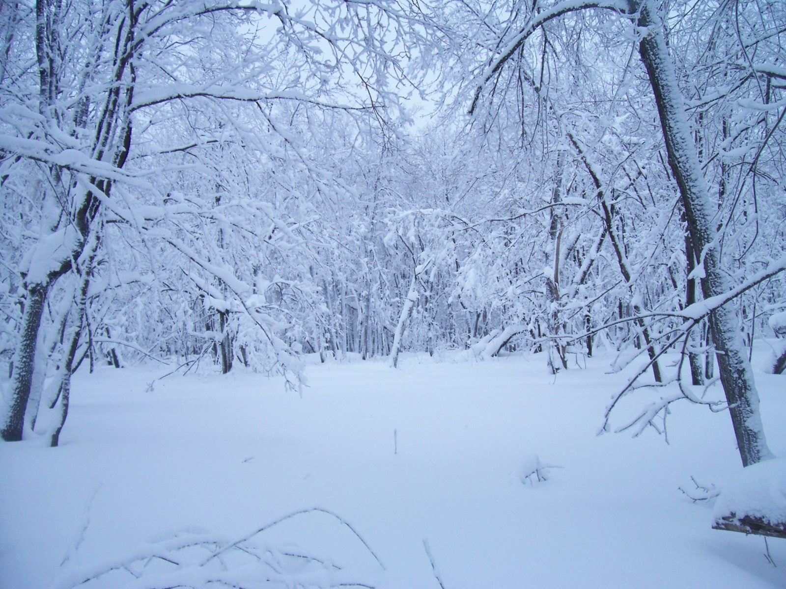 Скачать обои бесплатно Снег, Пейзаж, Зима картинка на рабочий стол ПК