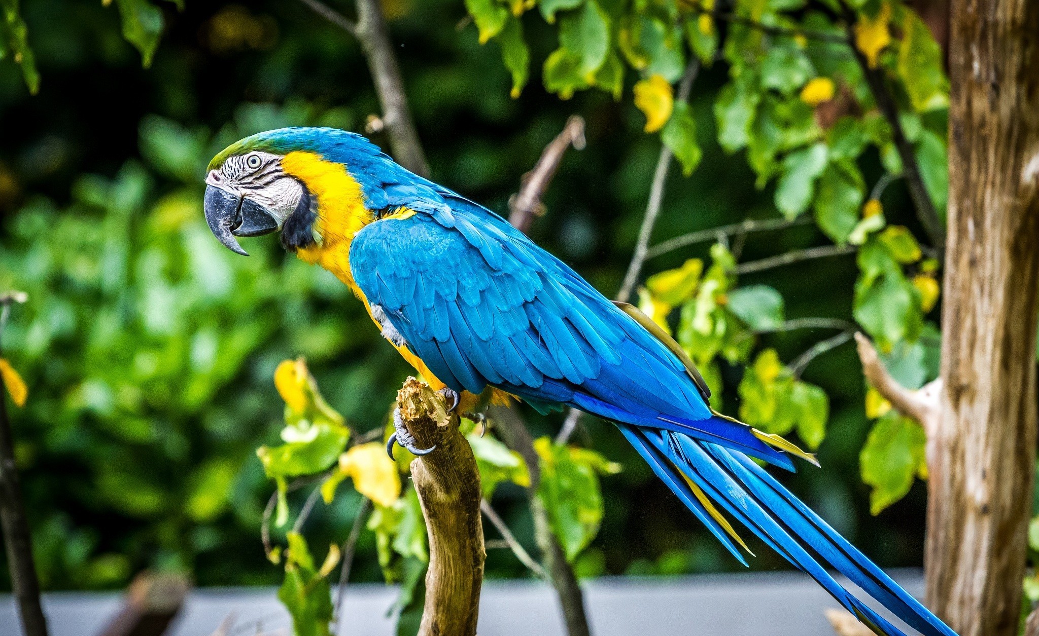 Free download wallpaper Birds, Animal, Macaw, Parrot, Blue And Yellow Macaw on your PC desktop