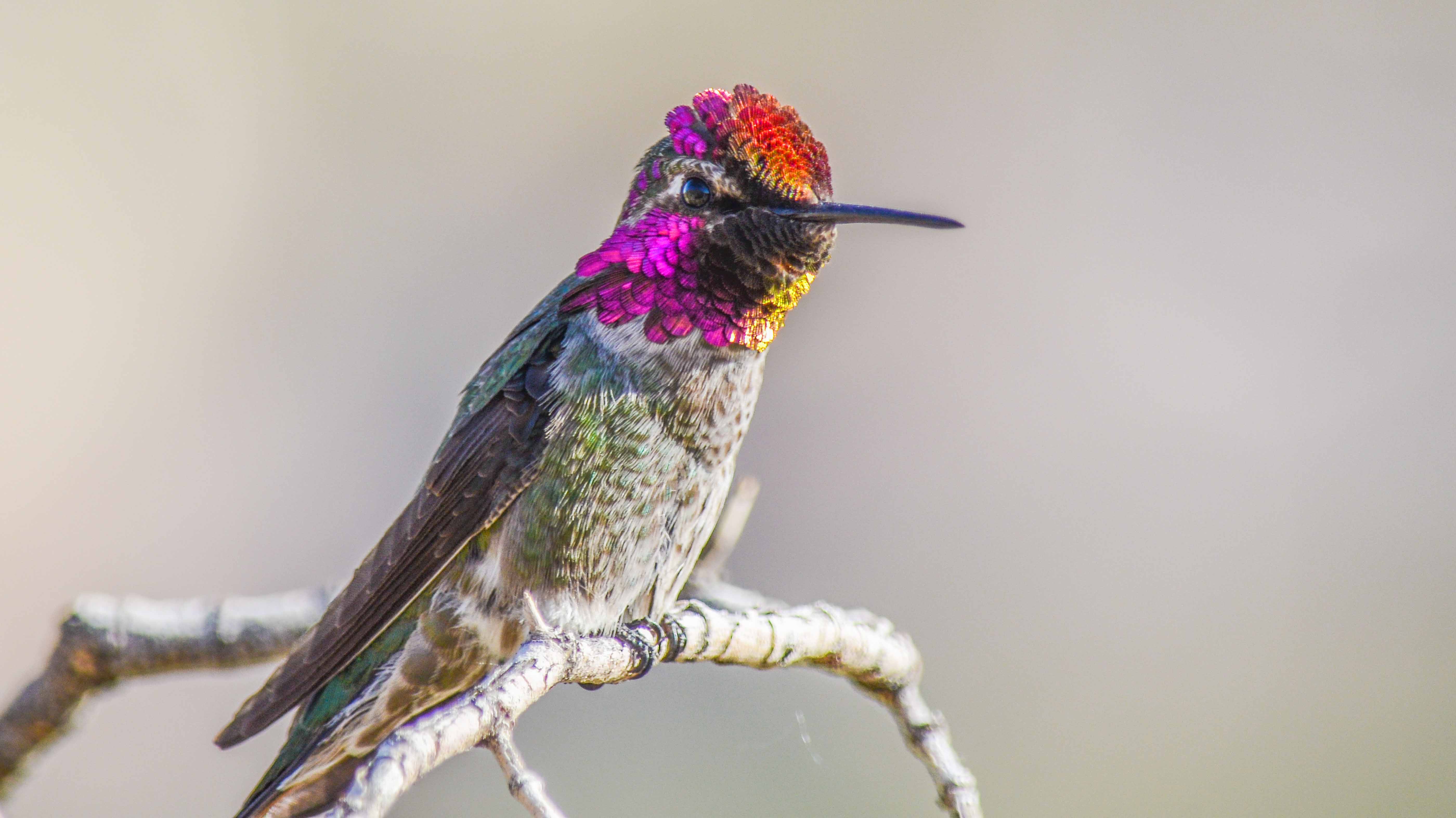 Laden Sie das Tiere, Vögel, Kolibri-Bild kostenlos auf Ihren PC-Desktop herunter