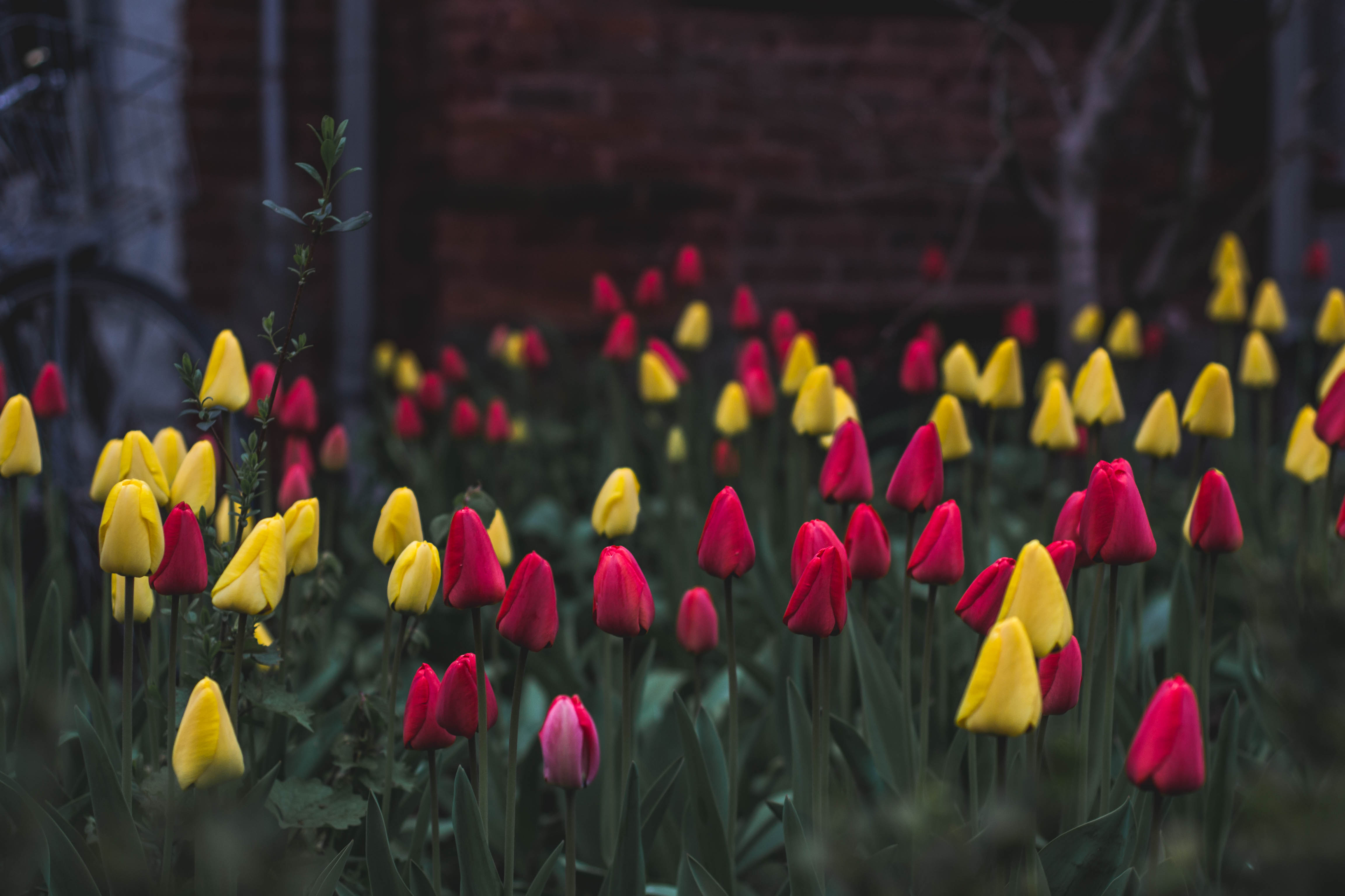 106622 baixar papel de parede flores, tulipas, canteiro de flores - protetores de tela e imagens gratuitamente