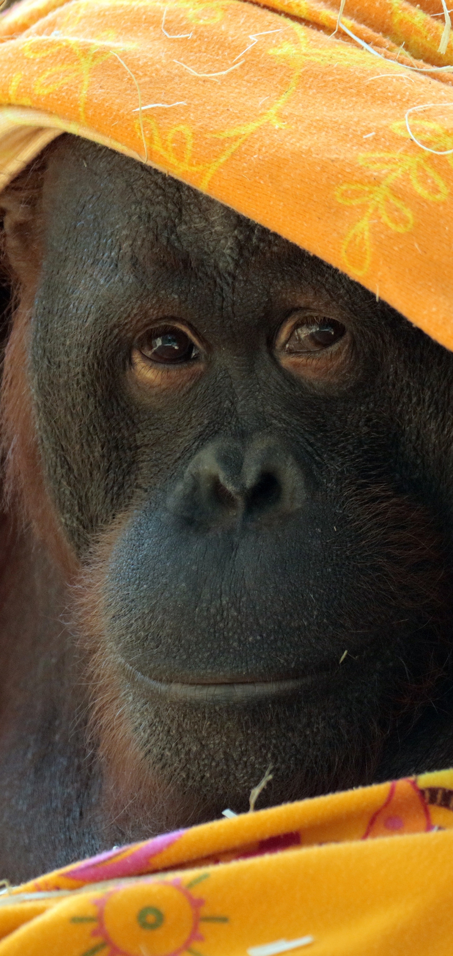 Laden Sie das Tiere, Affe, Primas, Affen, Orang Utan-Bild kostenlos auf Ihren PC-Desktop herunter