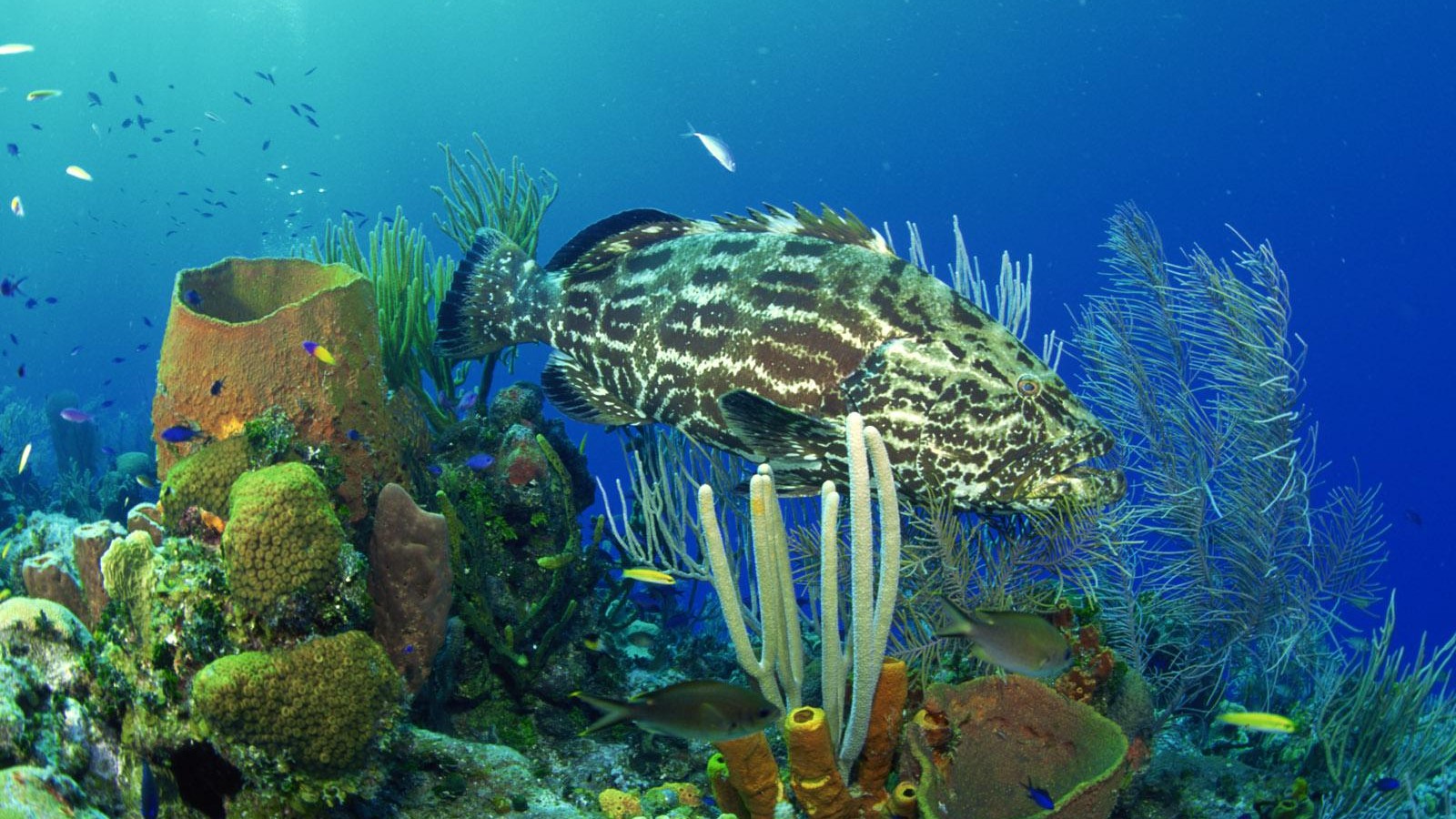 1468660 скачать картинку животные, рыбы, коралловый, групер, подводный - обои и заставки бесплатно