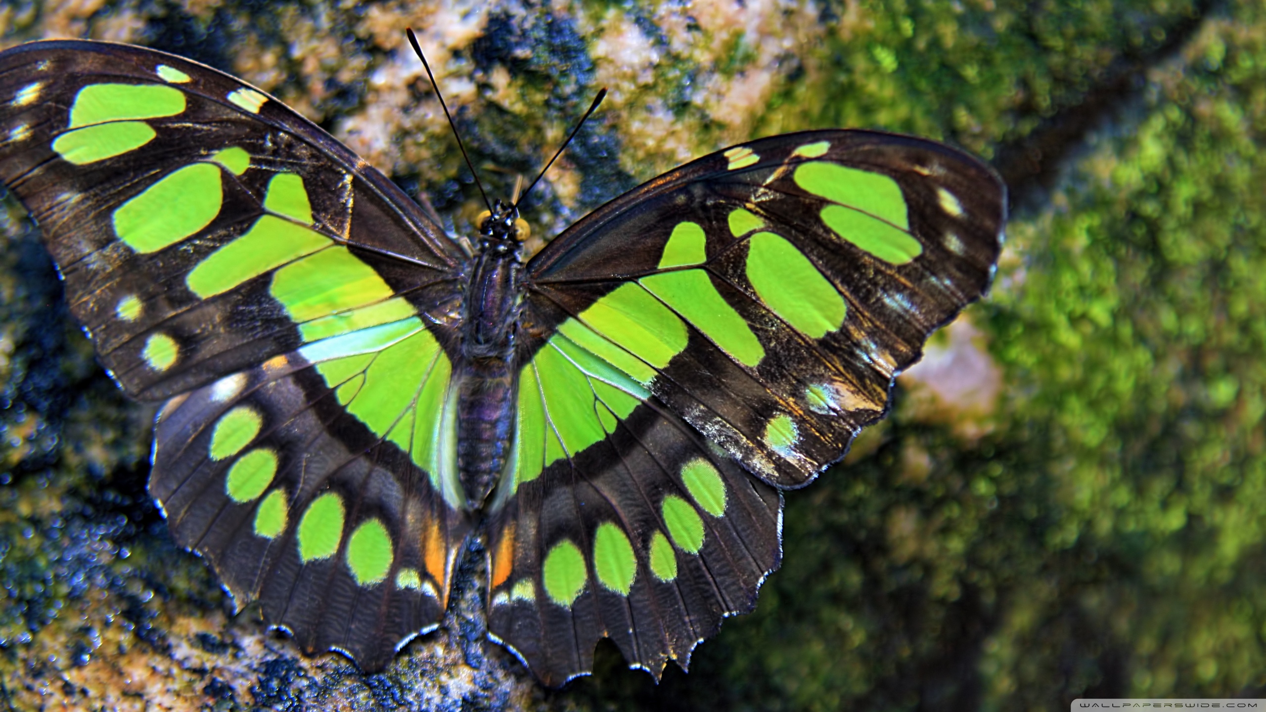 Download mobile wallpaper Butterfly, Animal for free.