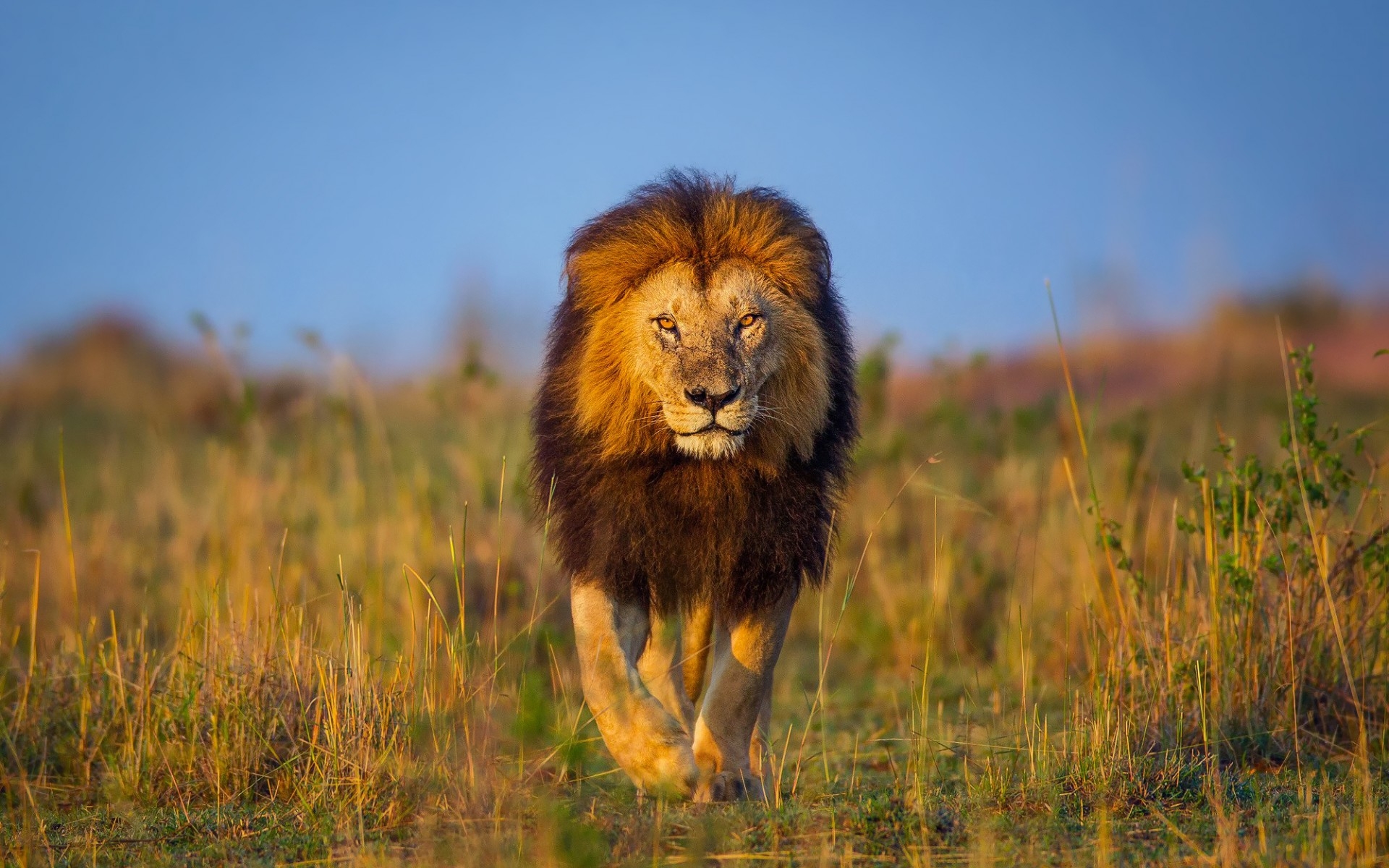 378257 baixar papel de parede leão, animais, áfrica, bokeh, gatos - protetores de tela e imagens gratuitamente
