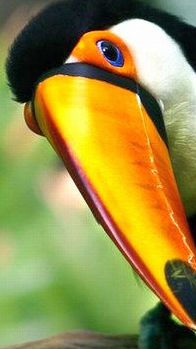 Download mobile wallpaper Birds, Animal, Toco Toucan for free.