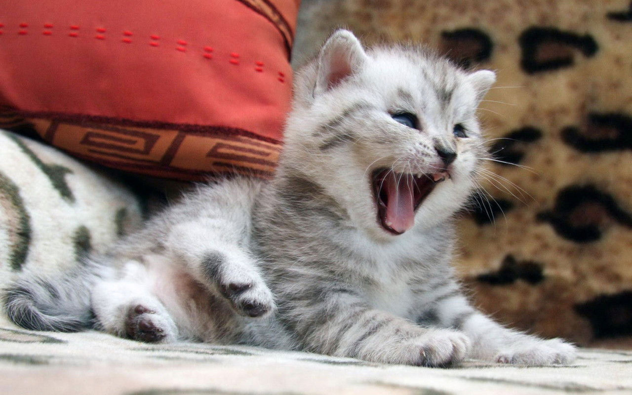 Baixar papel de parede para celular de Animais, Gato gratuito.