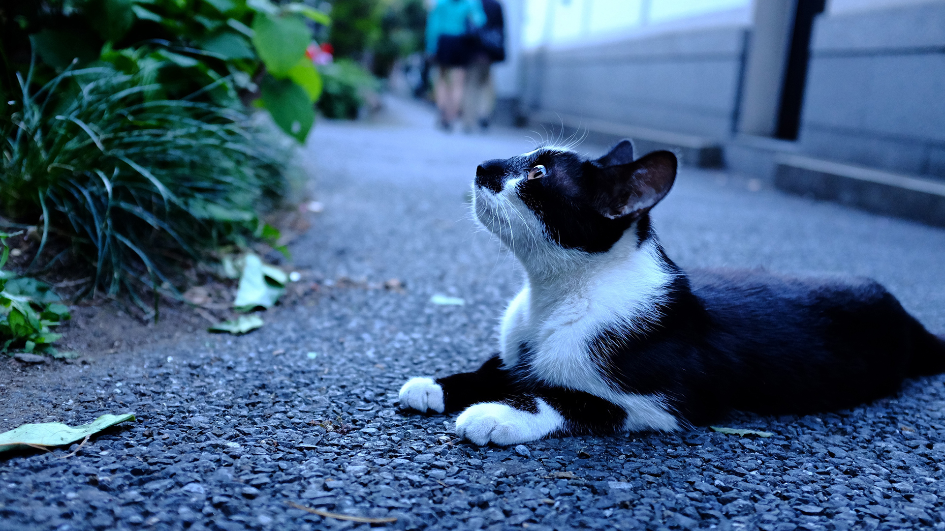 Baixar papel de parede para celular de Animais, Gatos, Gato gratuito.