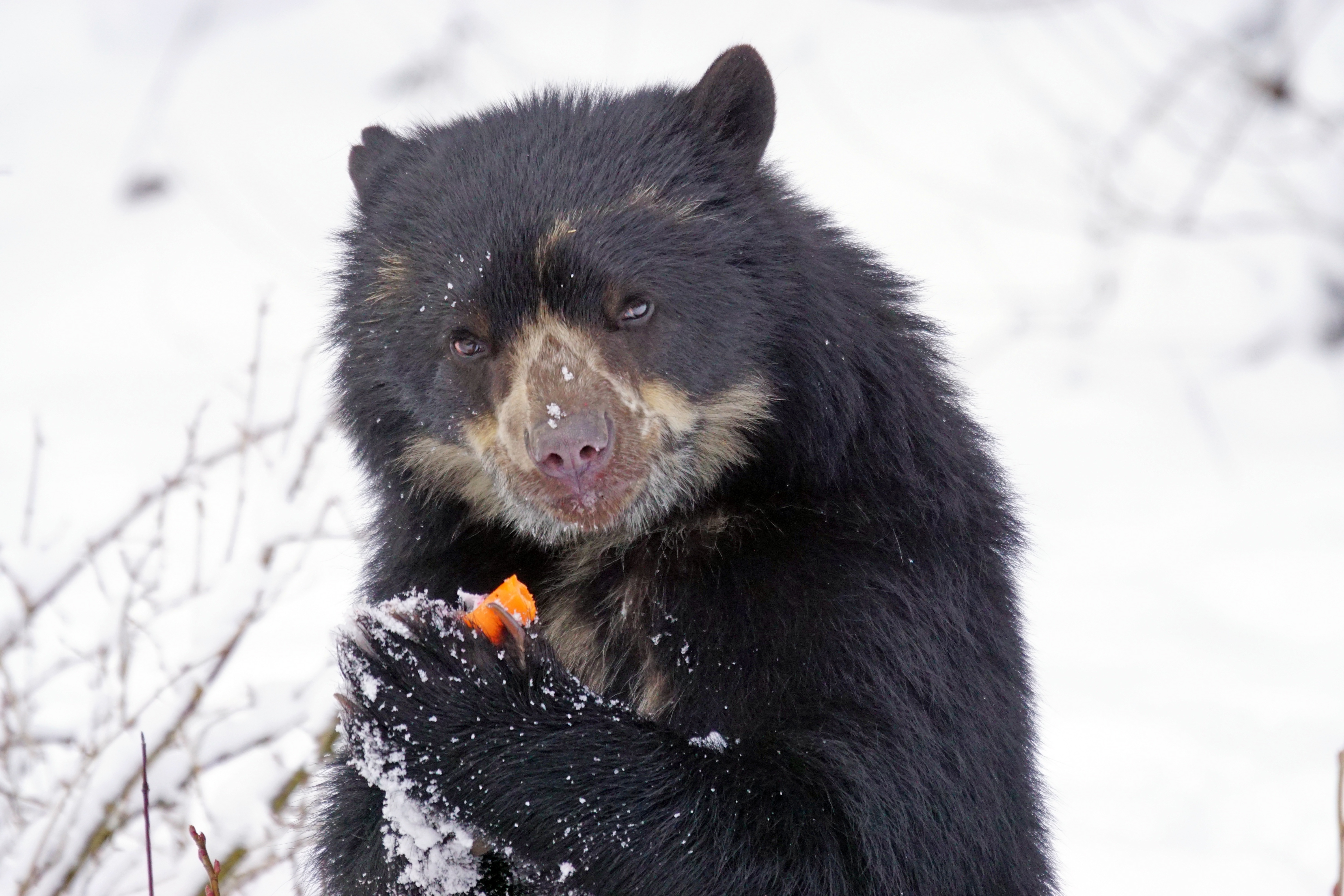107251 télécharger l'image animaux, frais, refroidir, ours à lunettes, ours andin, ours des andes - fonds d'écran et économiseurs d'écran gratuits