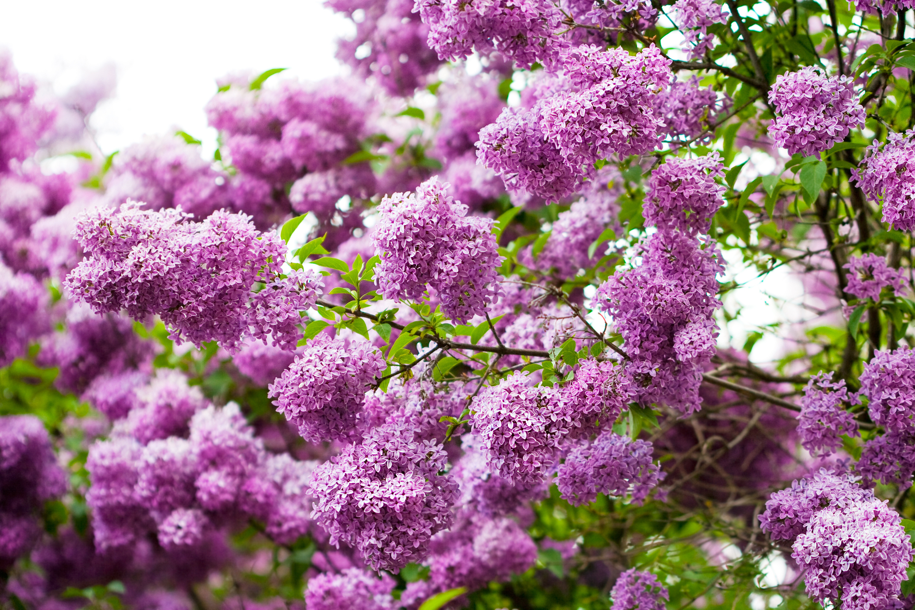 lilac, earth, flowers