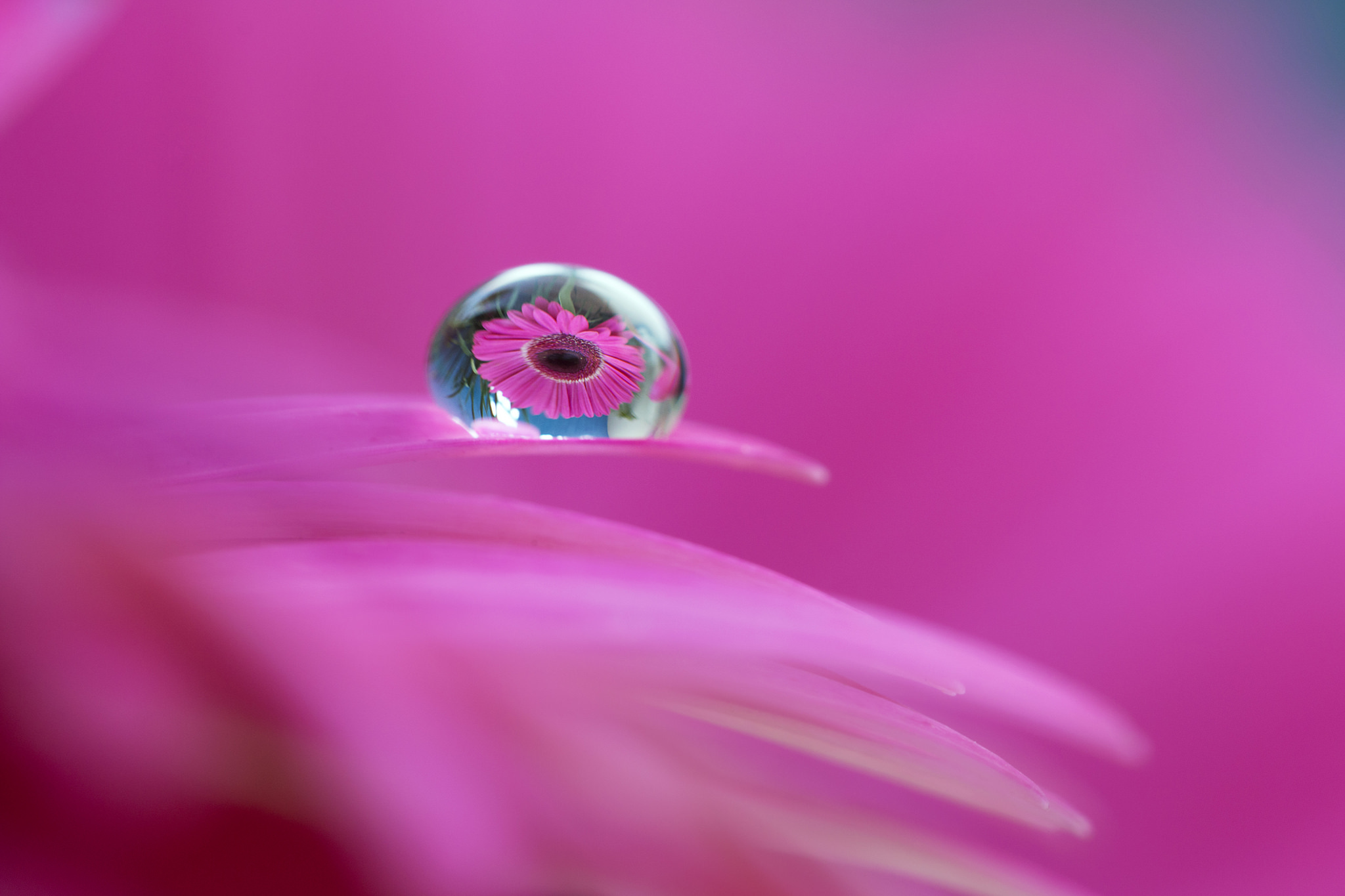 Baixe gratuitamente a imagem Flor Rosa, Terra/natureza, Gota De Água, Reflecção na área de trabalho do seu PC