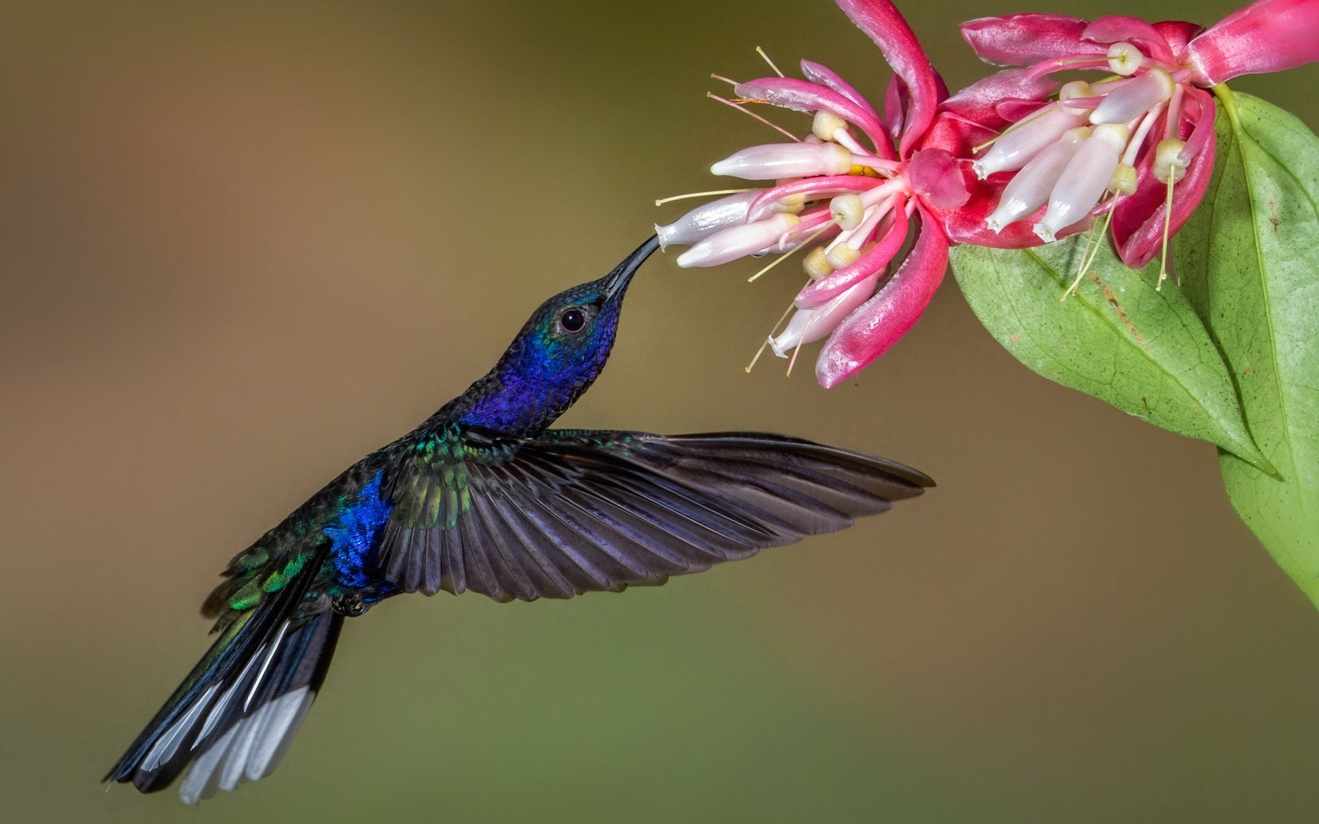 Download mobile wallpaper Birds, Animal, Hummingbird for free.