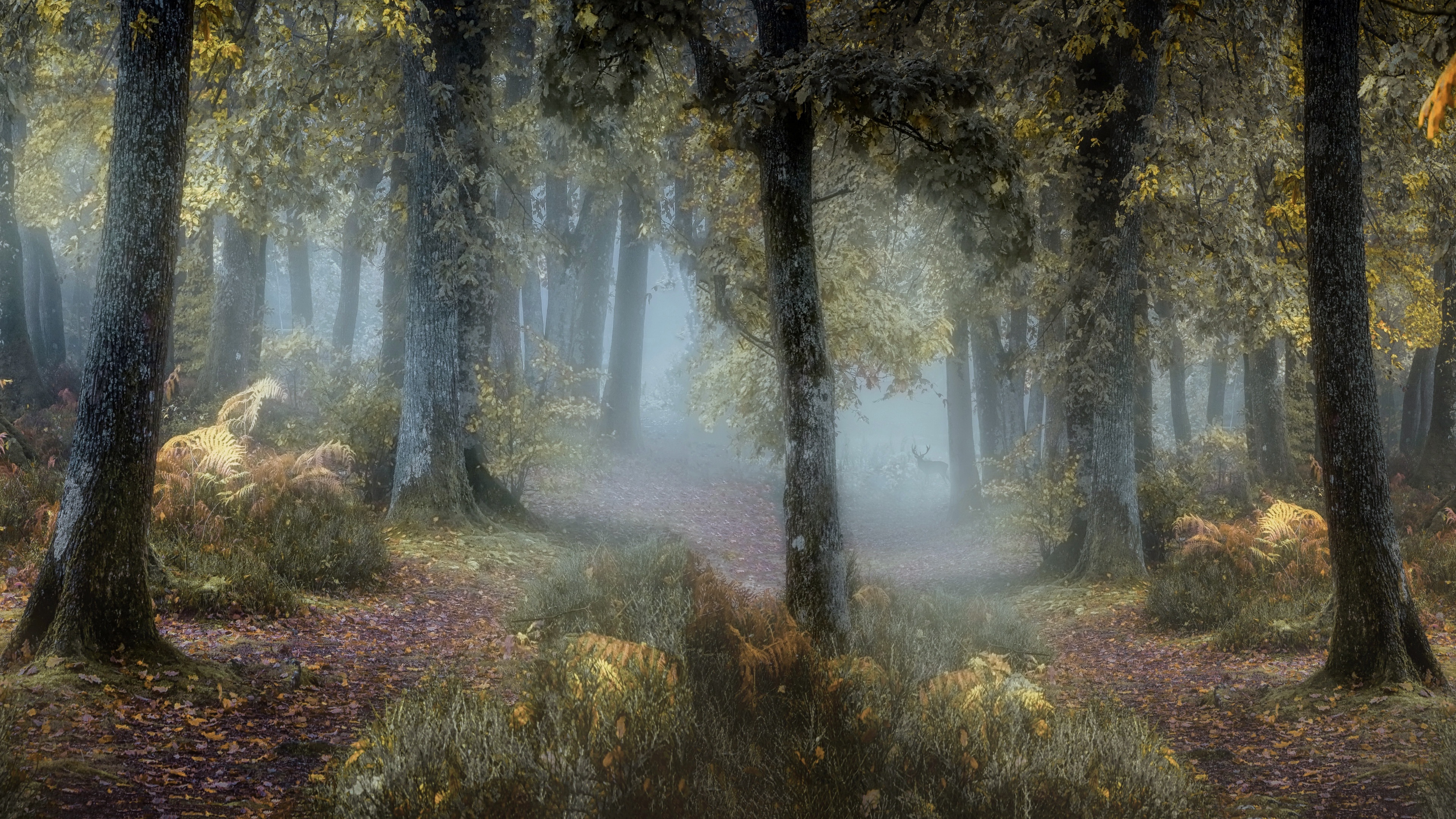 Free download wallpaper Nature, Forest, Fog, Earth on your PC desktop
