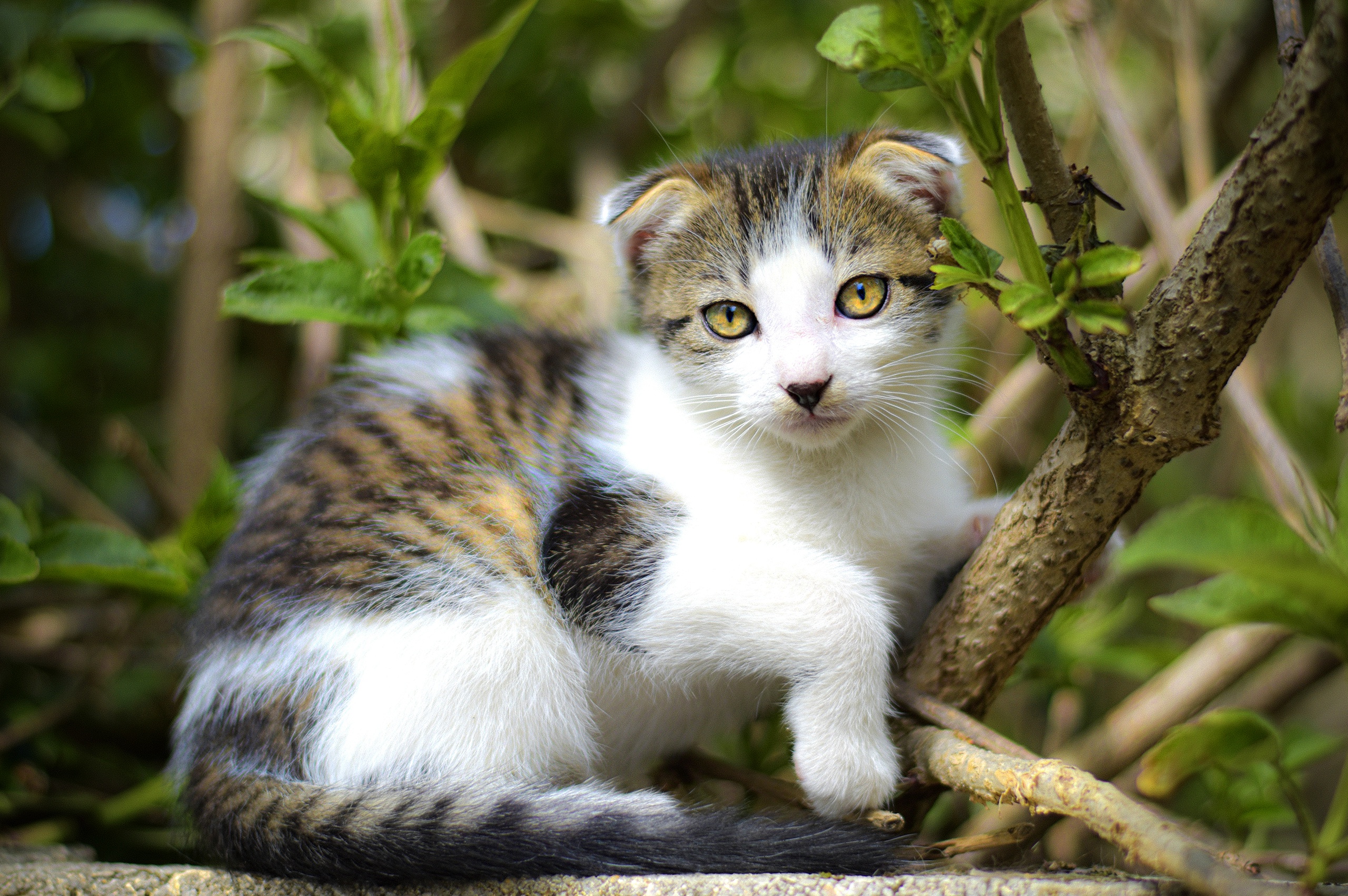 PCデスクトップに動物, ネコ, 猫, 子猫, 赤ちゃん動物画像を無料でダウンロード