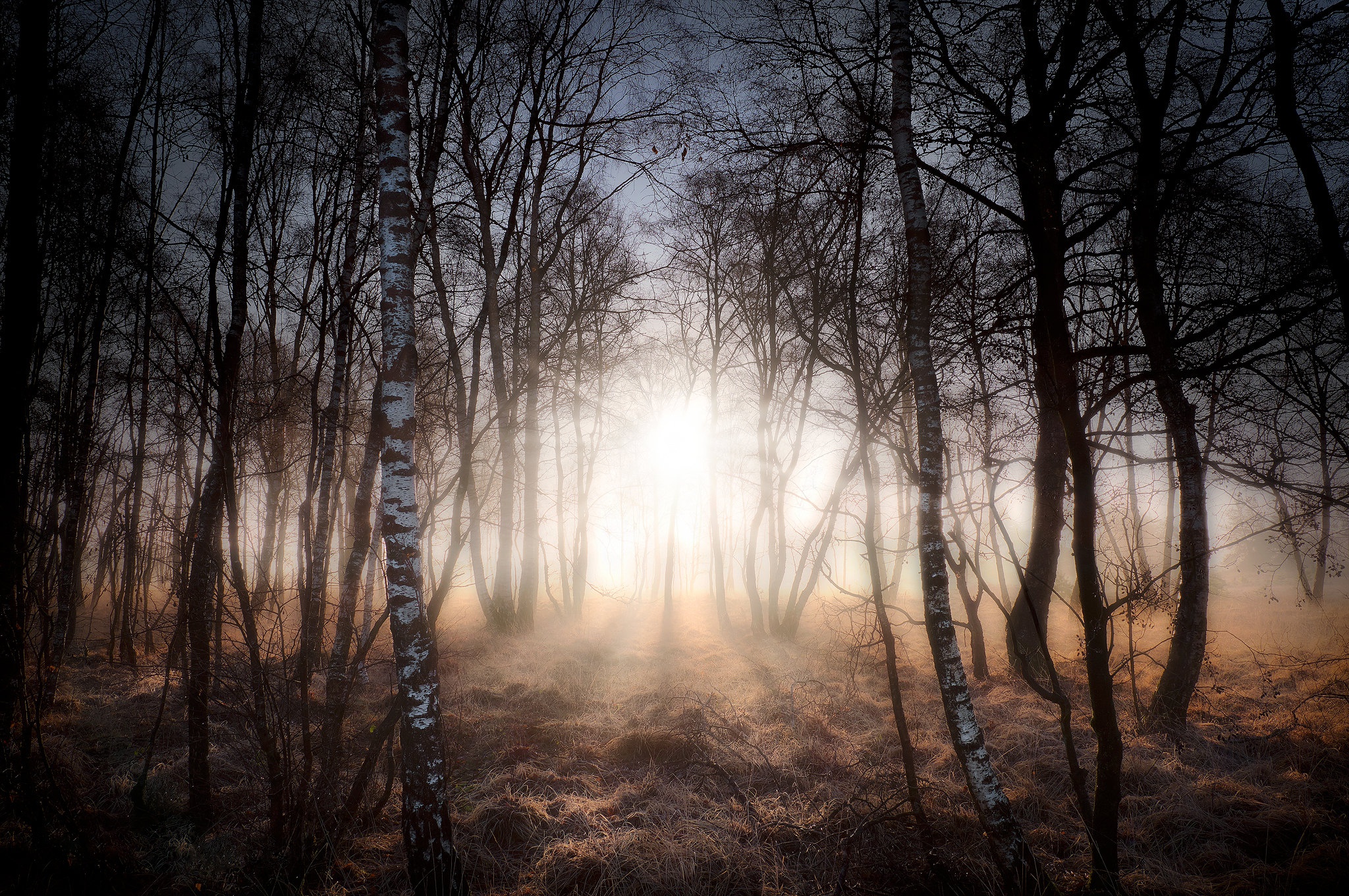 Free download wallpaper Nature, Forest, Tree, Earth, Sunbeam on your PC desktop