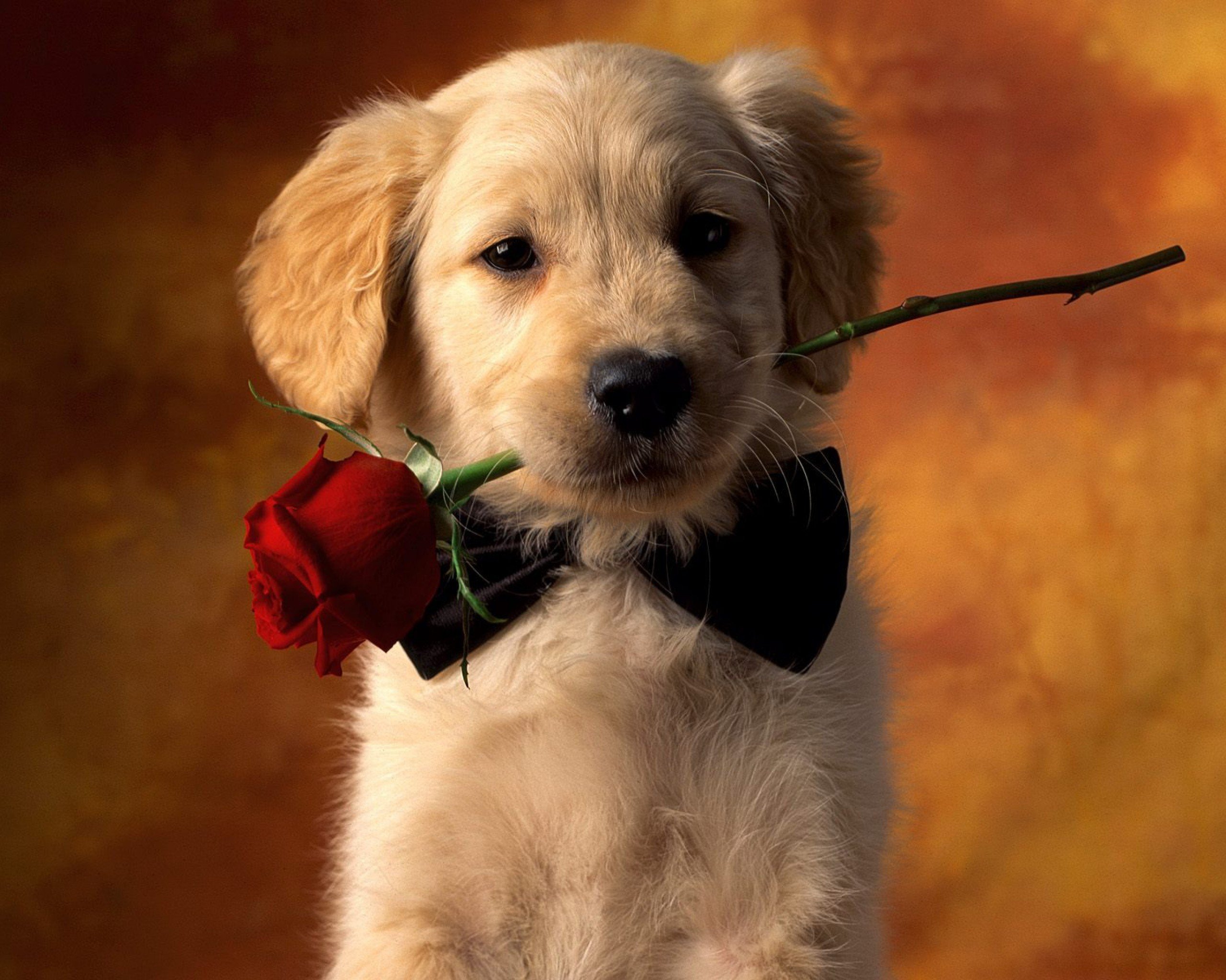 376076 завантажити картинку собаки, щеня, милий, тварина, золотистий ретривер, червона троянда - шпалери і заставки безкоштовно