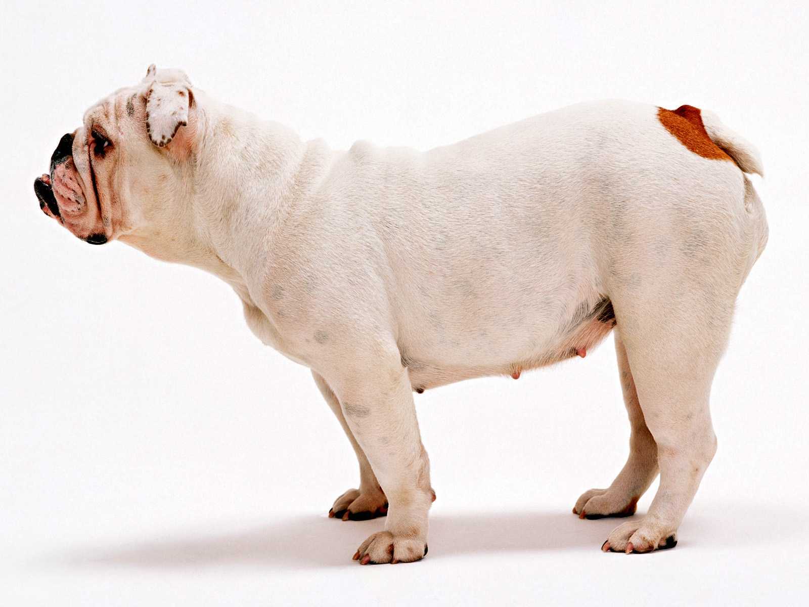 Download mobile wallpaper Bulldog, Dogs, Dog, Animal for free.