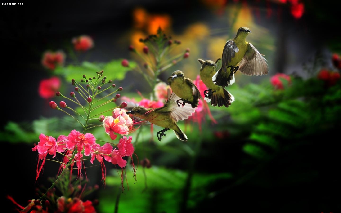 314046 descargar fondo de pantalla animales, colibrí, ave, aves: protectores de pantalla e imágenes gratis