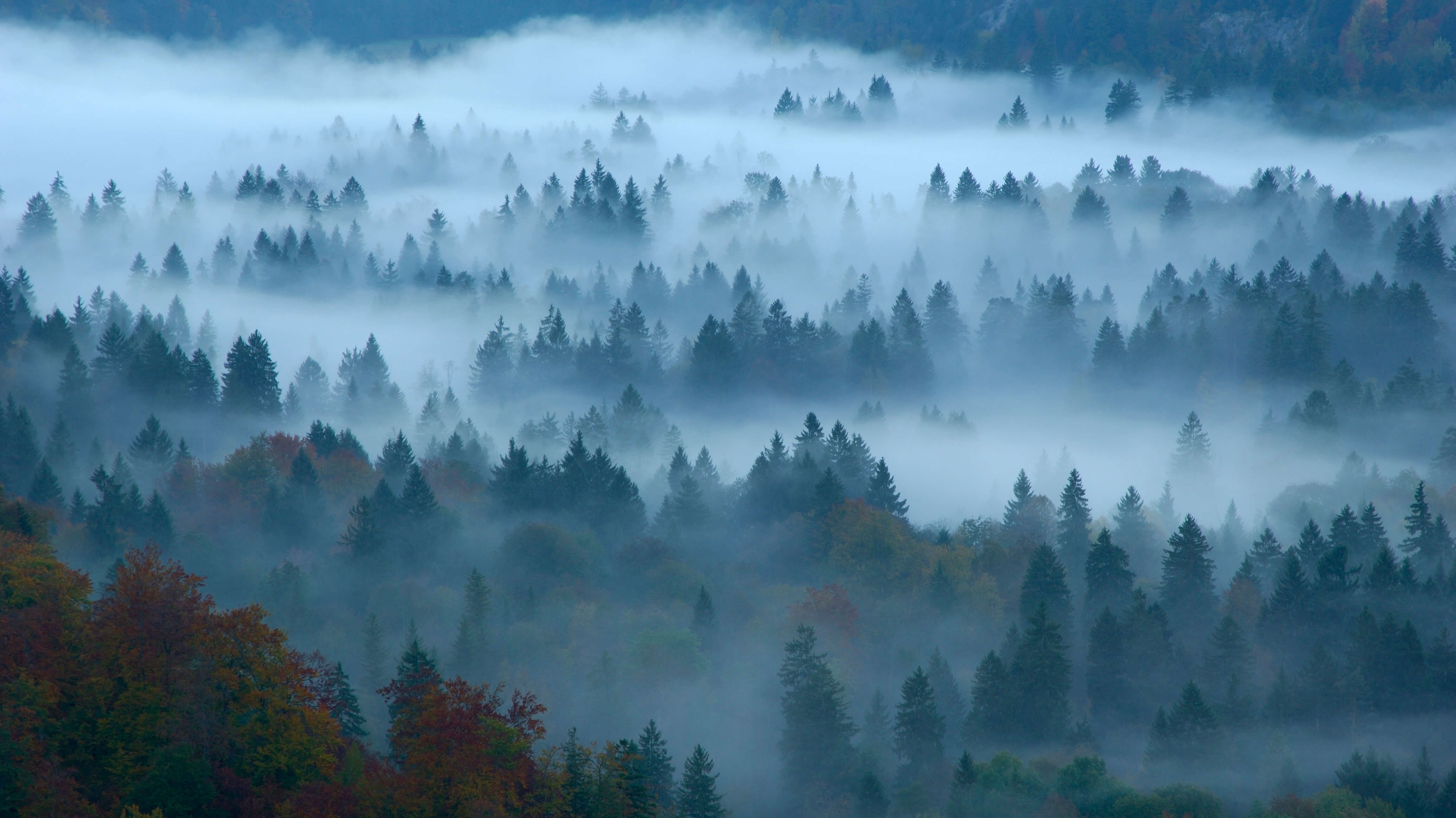 Free download wallpaper Nature, Forest, Fog, Earth, Germany on your PC desktop