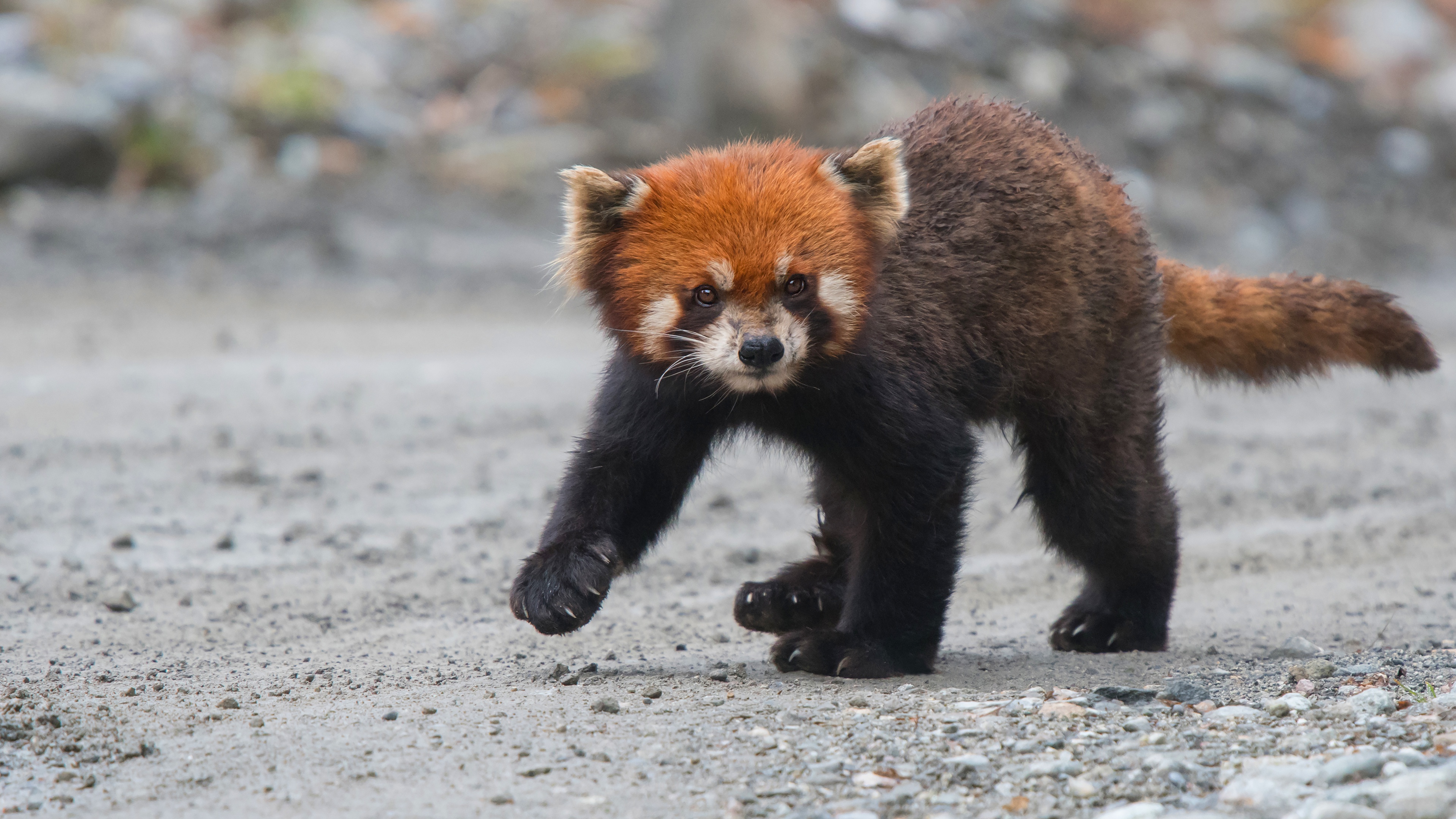 Baixar papel de parede para celular de Animais, Panda Vermelho gratuito.