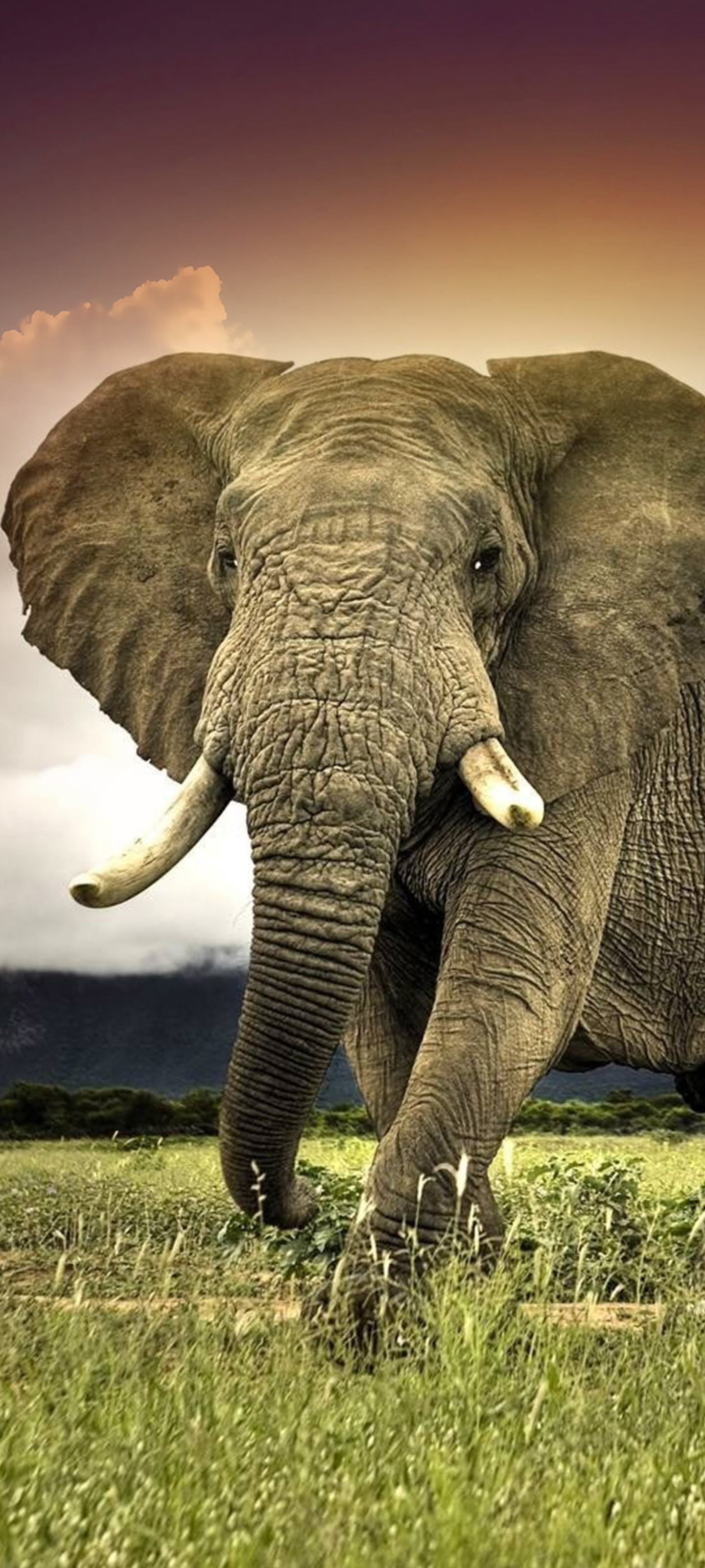 Скачать обои бесплатно Животные, Саванна, Слоны, Африка, Африканский Слон картинка на рабочий стол ПК