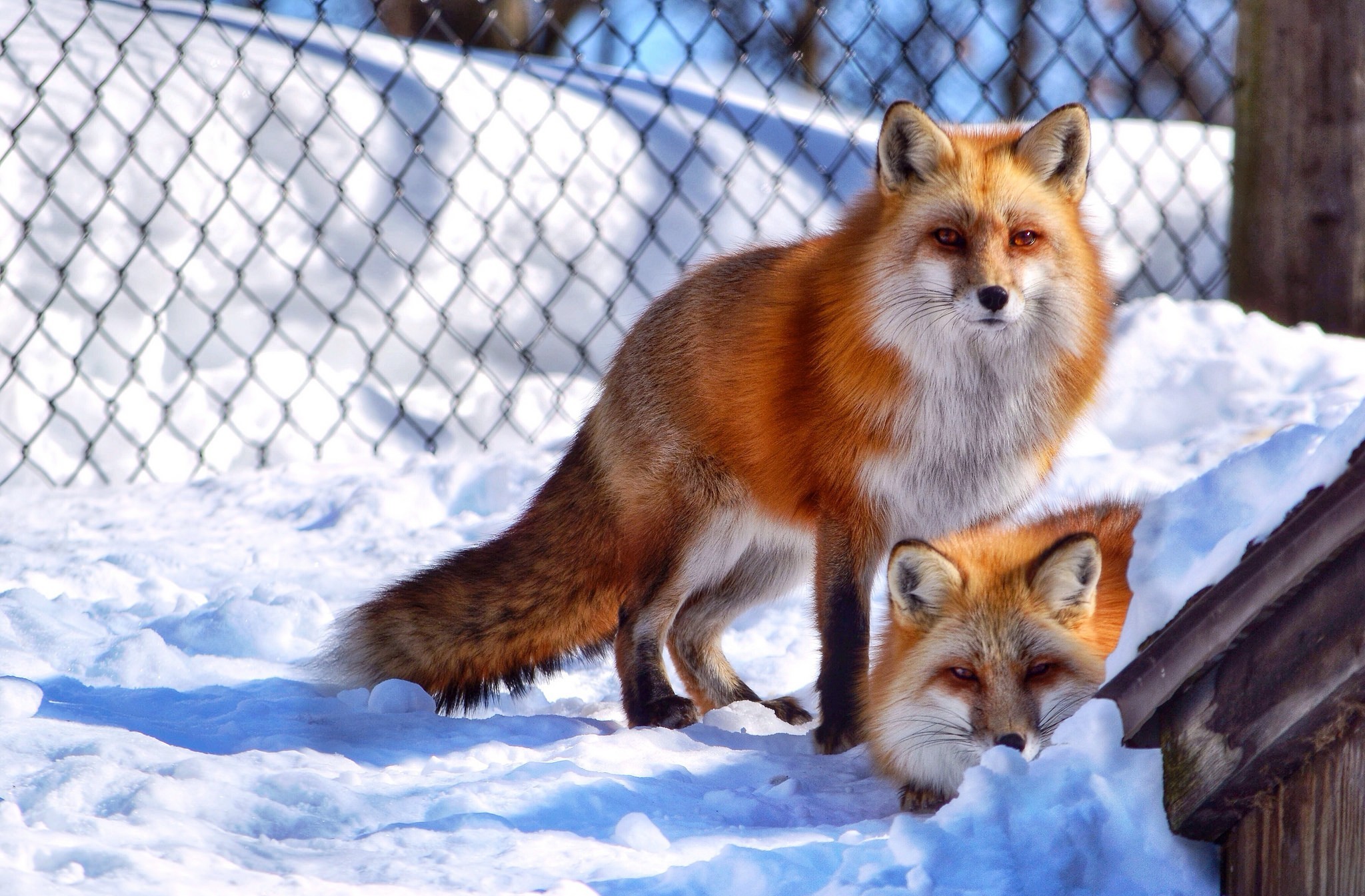 Laden Sie das Tiere, Winter, Fuchs-Bild kostenlos auf Ihren PC-Desktop herunter