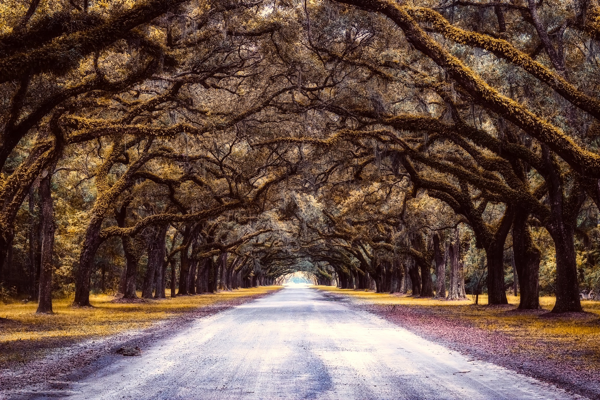 Download mobile wallpaper Nature, Road, Tree, Man Made, Tree Lined for free.