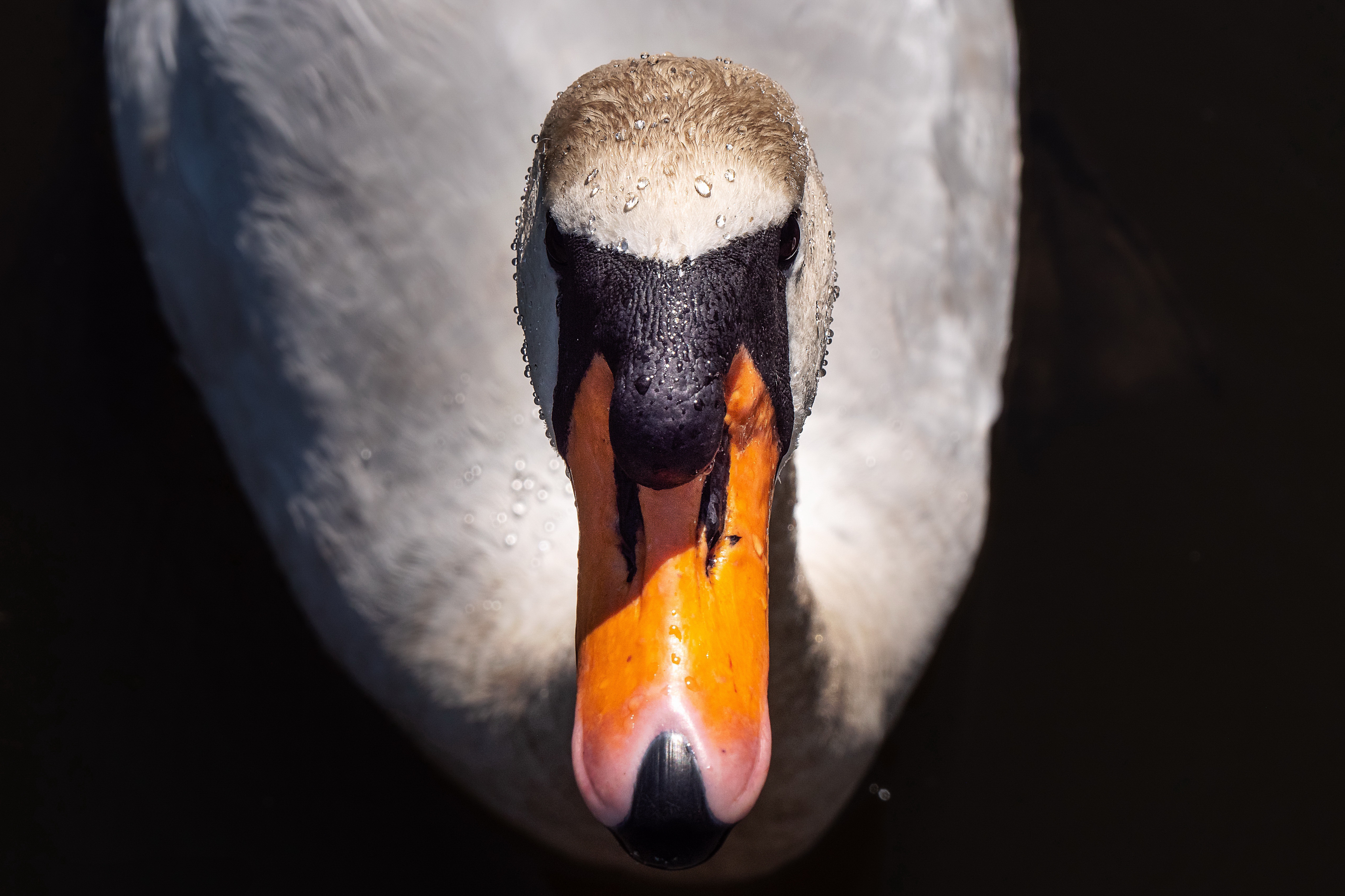 Download mobile wallpaper Birds, Bird, Animal, Swan, Mute Swan for free.