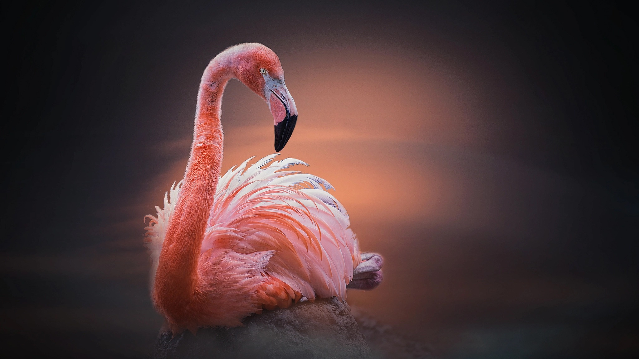 Baixar papel de parede para celular de Animais, Aves, Flamingo, Pássaro gratuito.