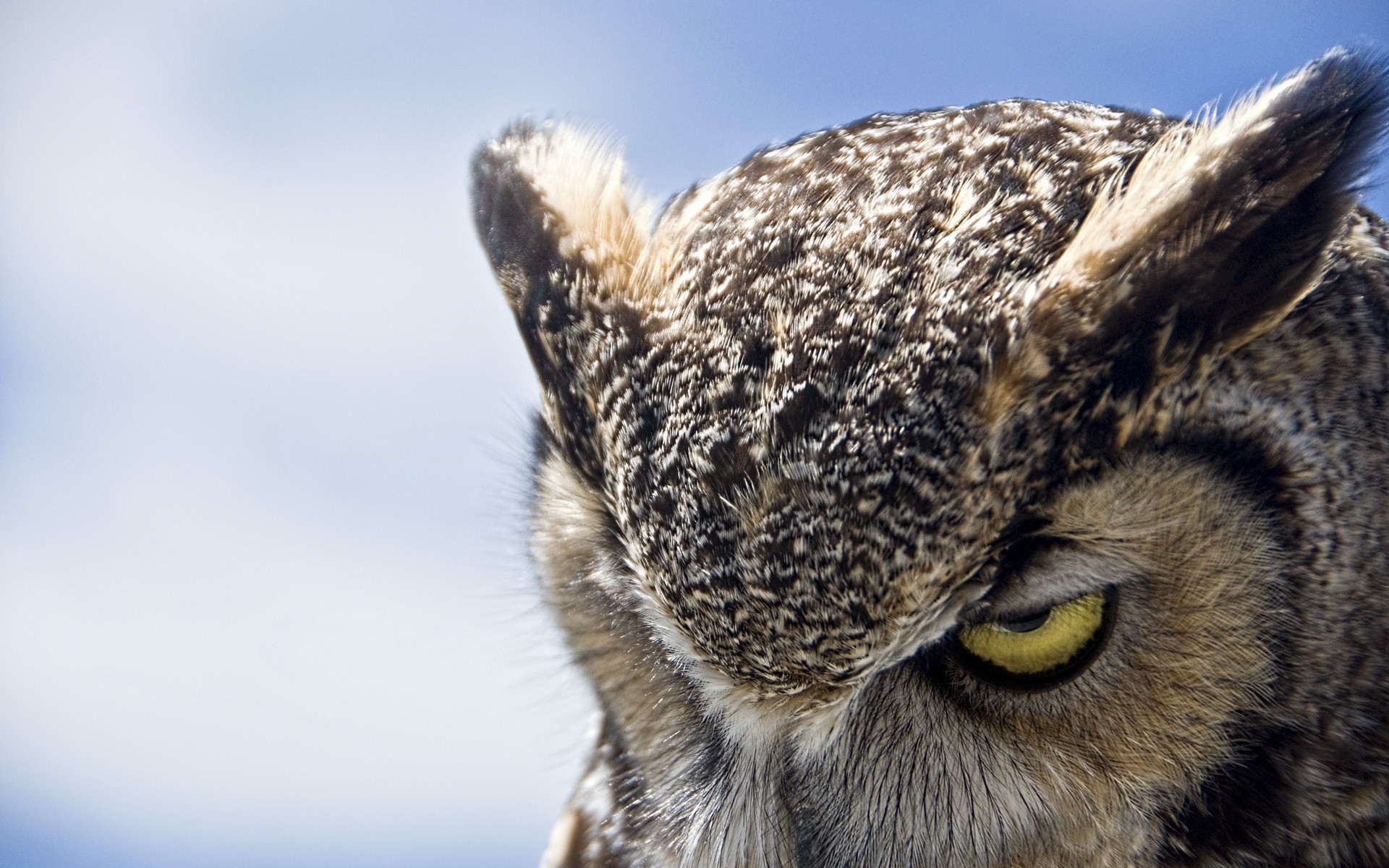 animal, great horned owl