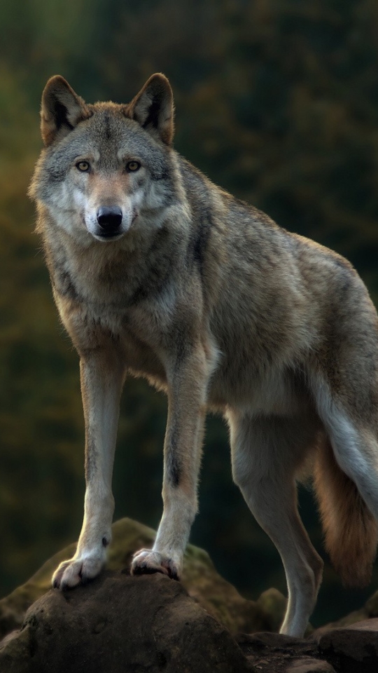 1161809壁紙のダウンロード動物, グレイウルフ, 狼, オオカミ-スクリーンセーバーと写真を無料で