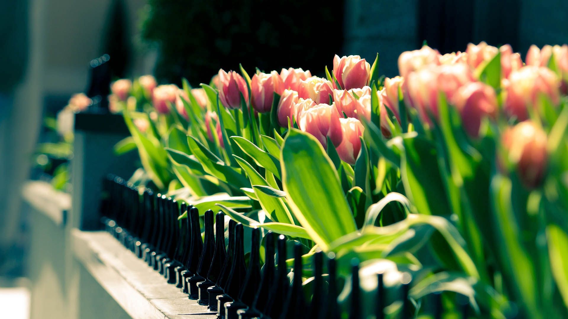 Free download wallpaper Flowers, Shine, Light, Tulips, Flowering, Bloom on your PC desktop