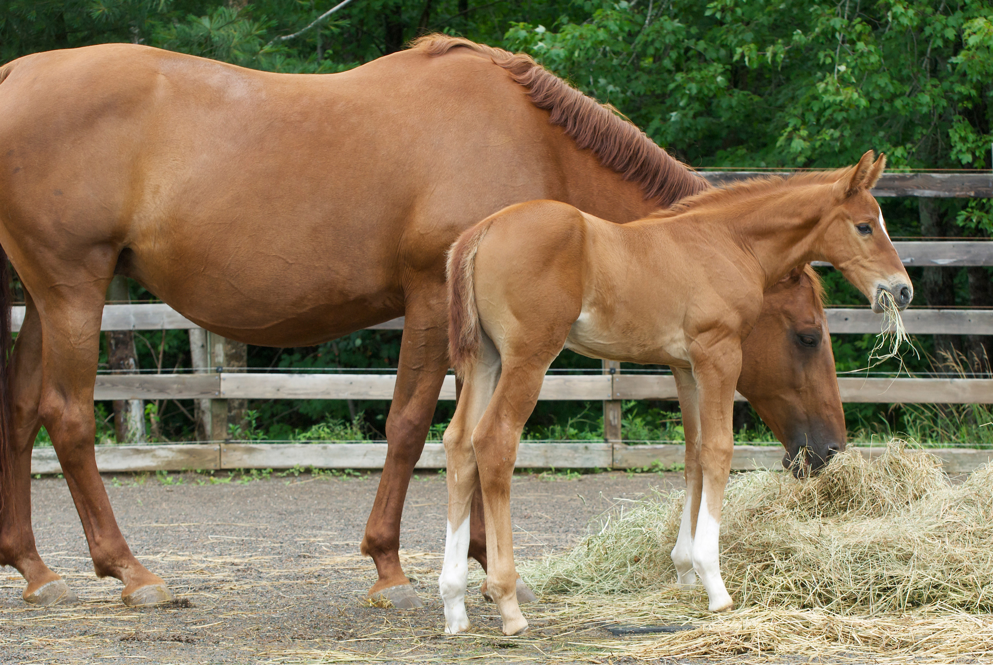 PCデスクトップに動物, 馬画像を無料でダウンロード