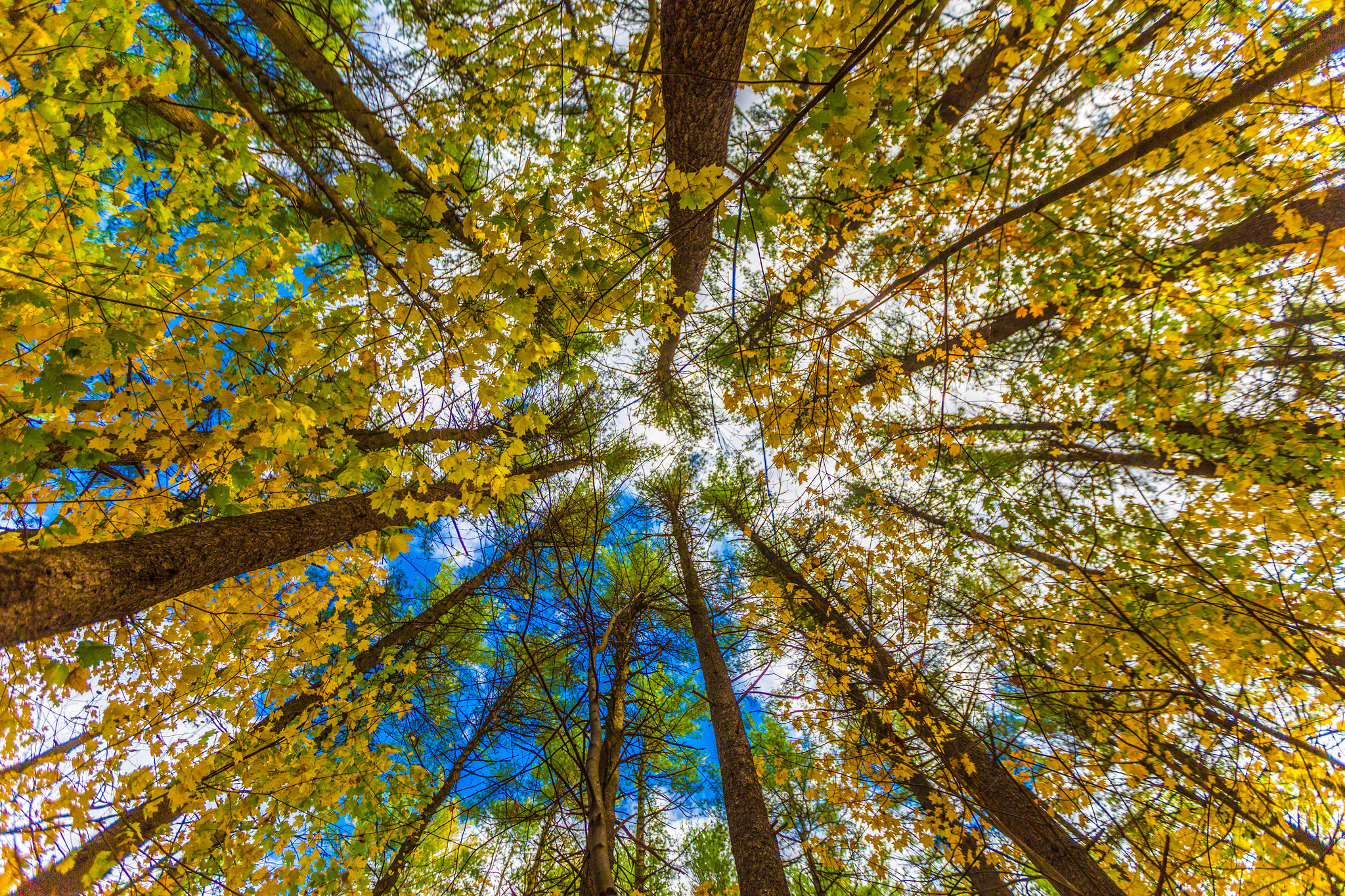 earth, tree, canopy, fall, redwood, trees