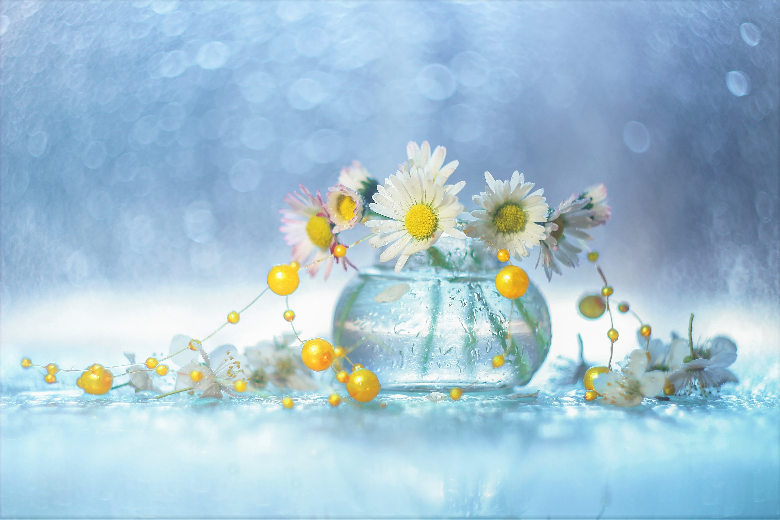 camomile, man made, flower, bokeh, raindrops, vase, white flower